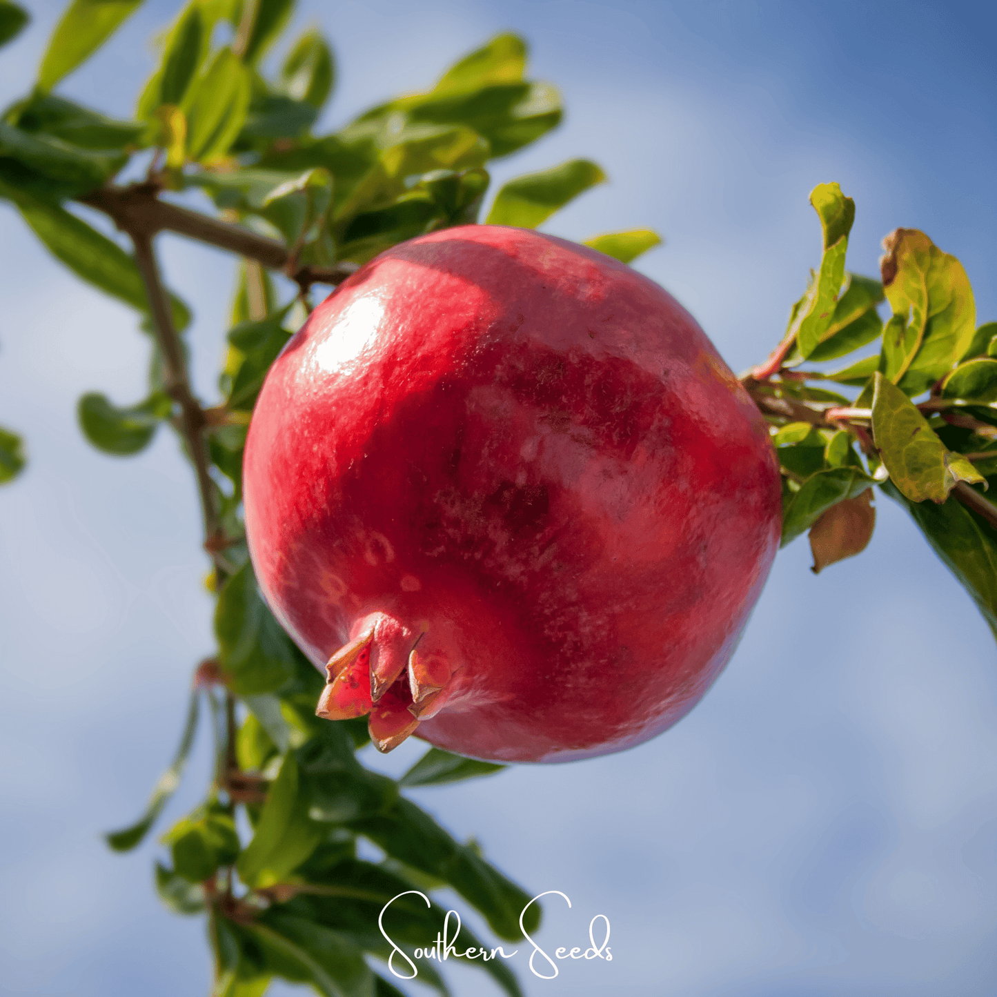 Pomegranate ā 20 Seeds