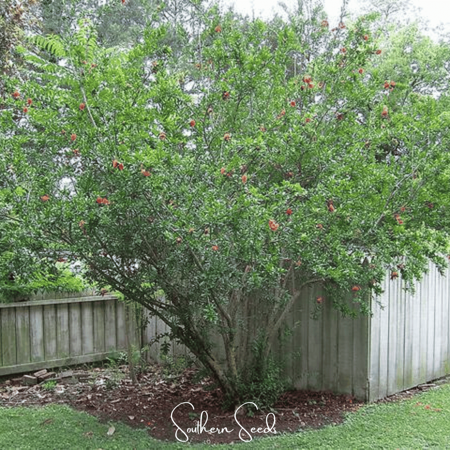 Pomegranate ā 20 Seeds