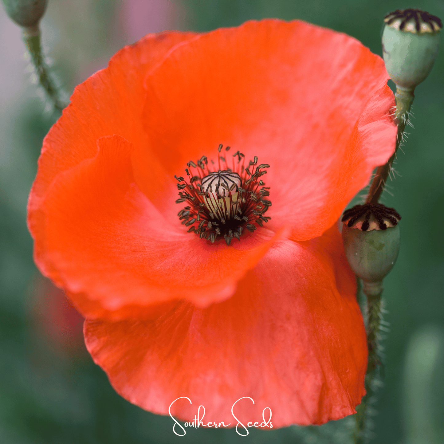 American Legion Poppy ā 100 Seeds