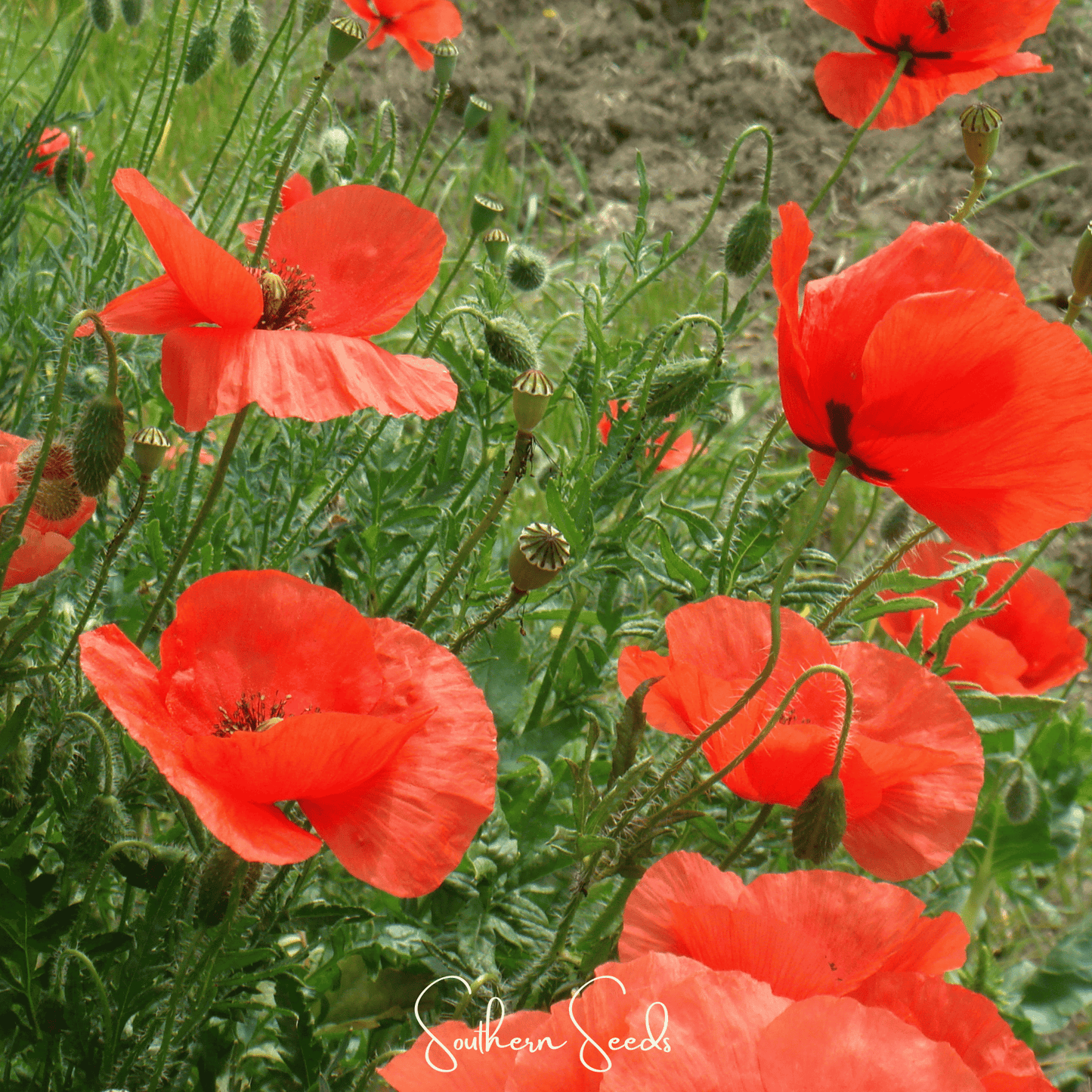 American Legion Poppy ā 100 Seeds