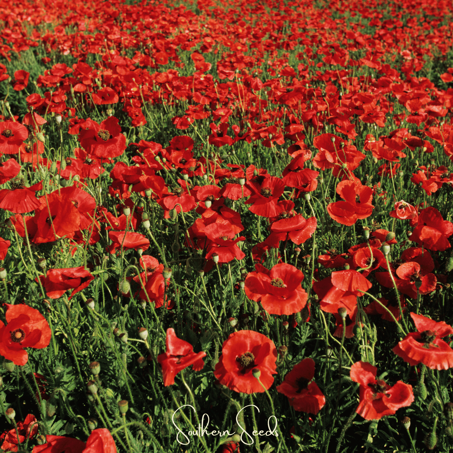 American Legion Poppy ā 100 Seeds