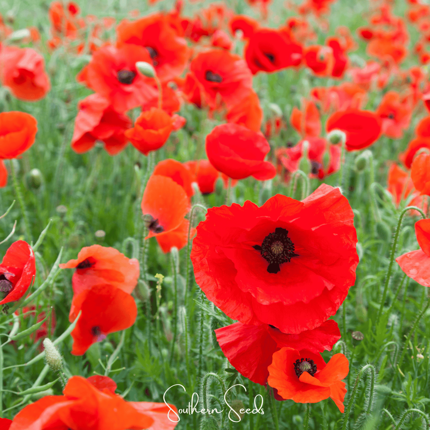 American Legion Poppy ā 100 Seeds