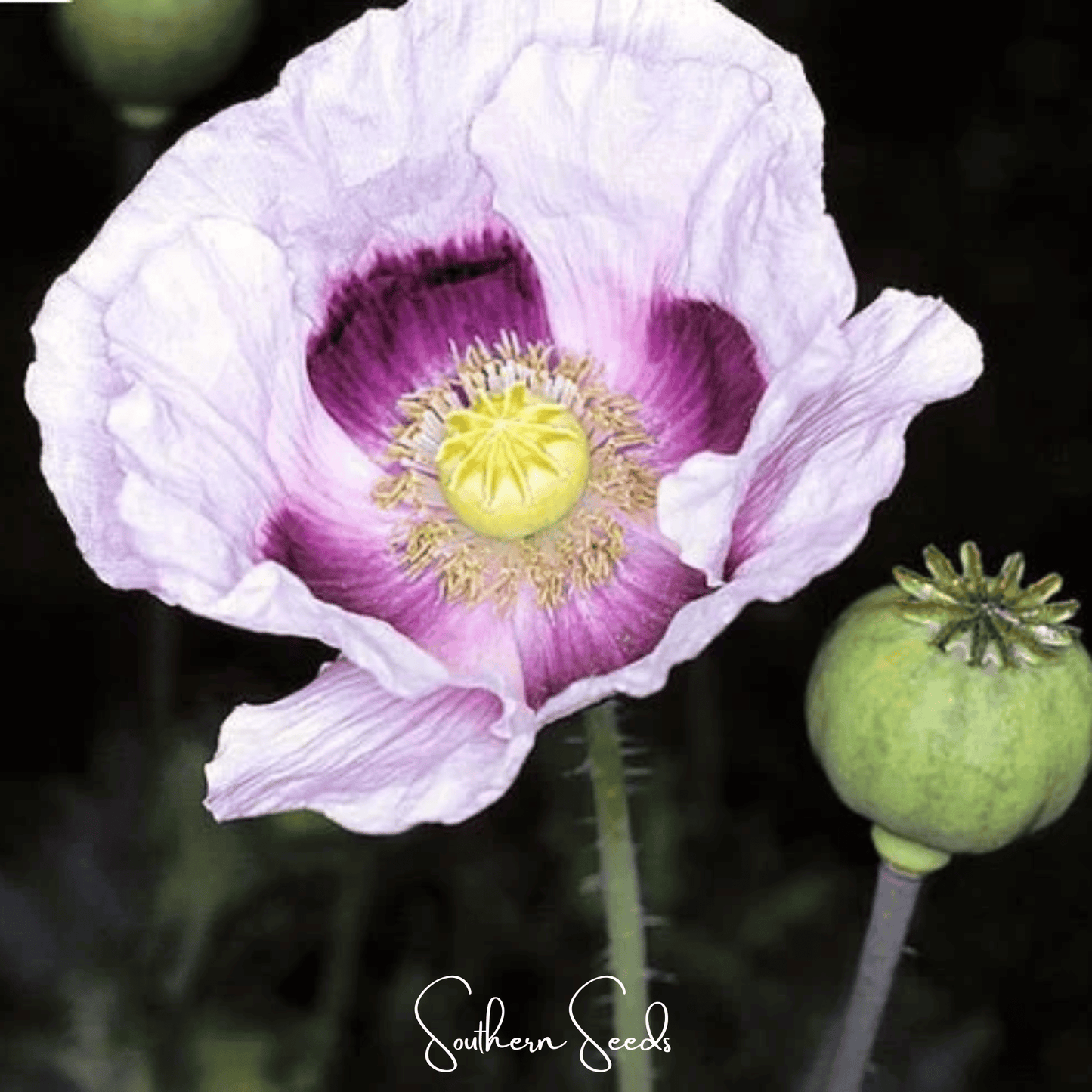 Blue Moon Poppy ā 250 Seeds