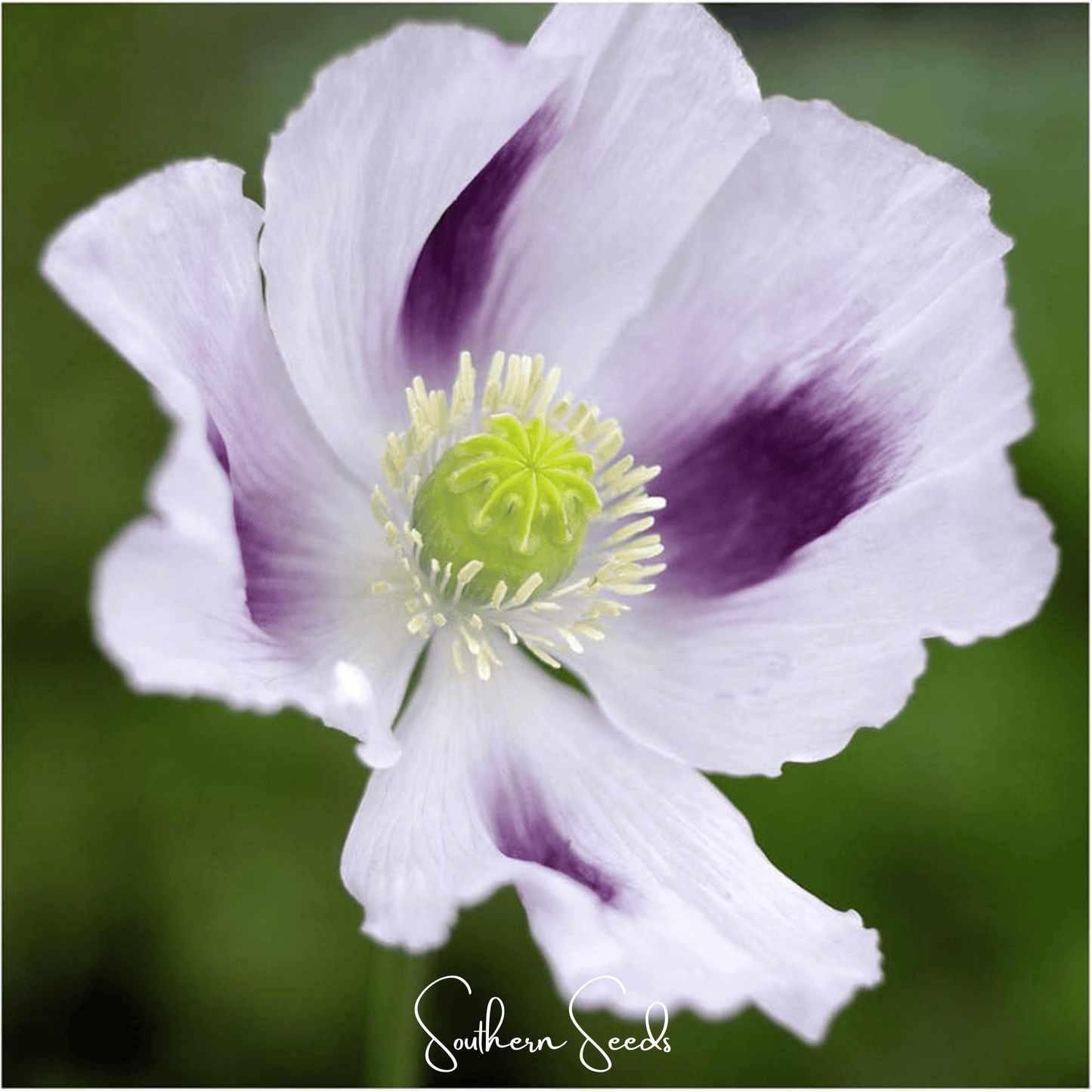Blue Moon Poppy ā 250 Seeds