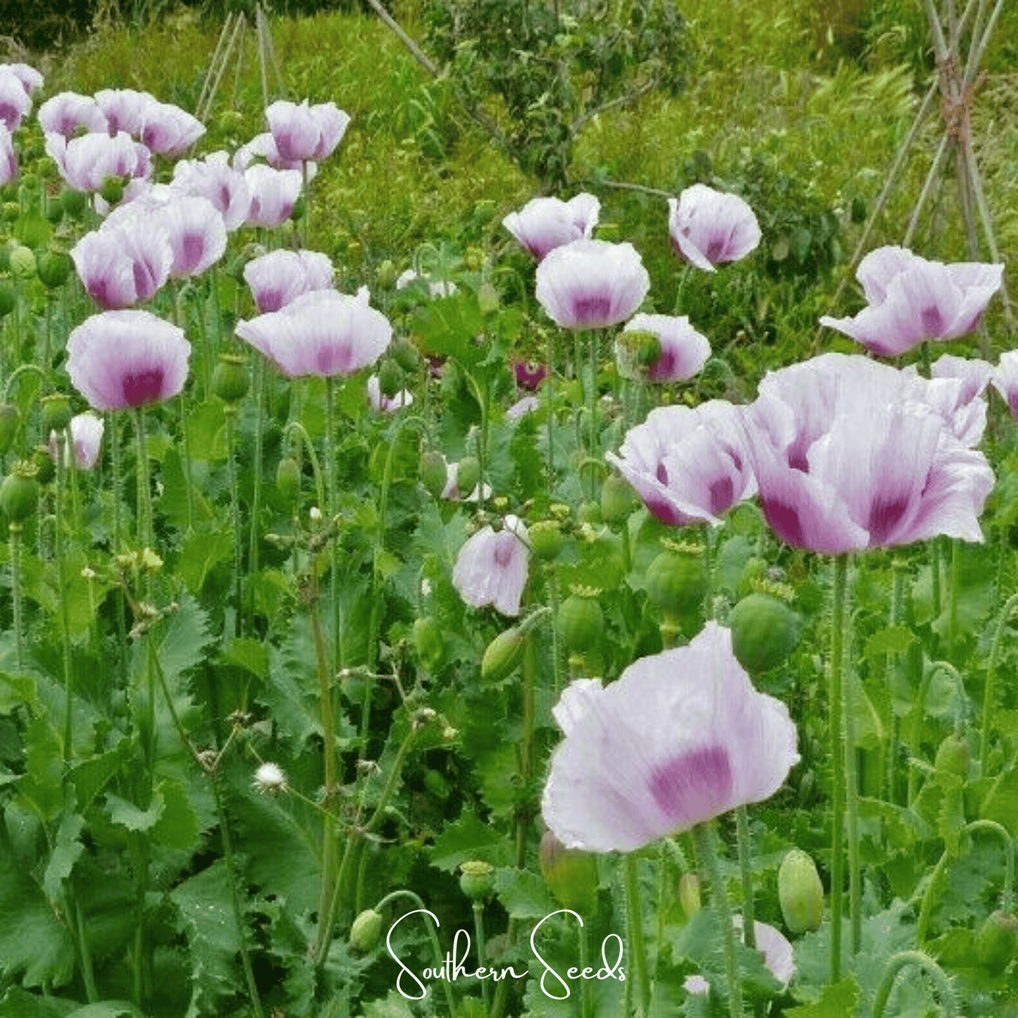 Blue Moon Poppy ā 250 Seeds