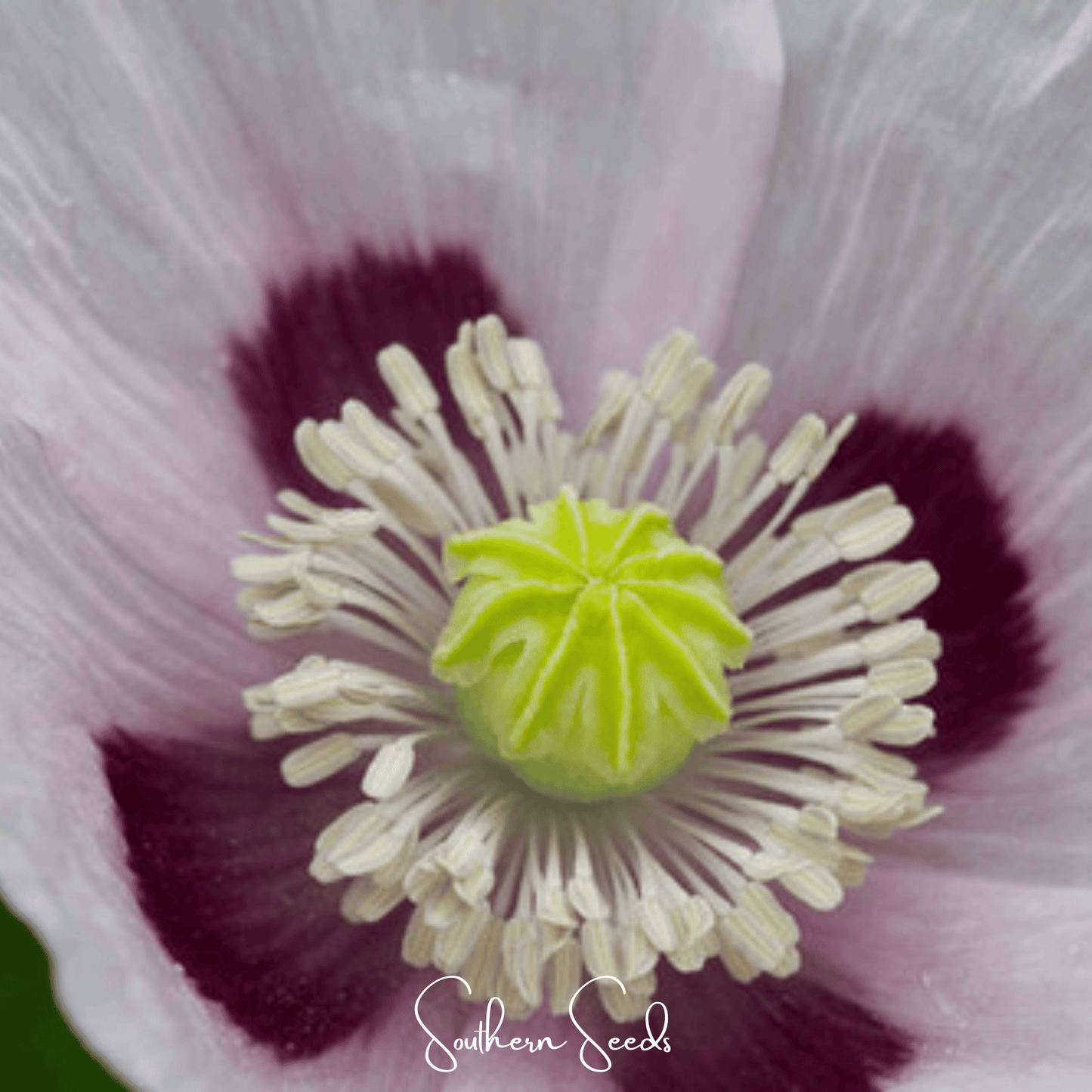 Blue Moon Poppy ā 250 Seeds
