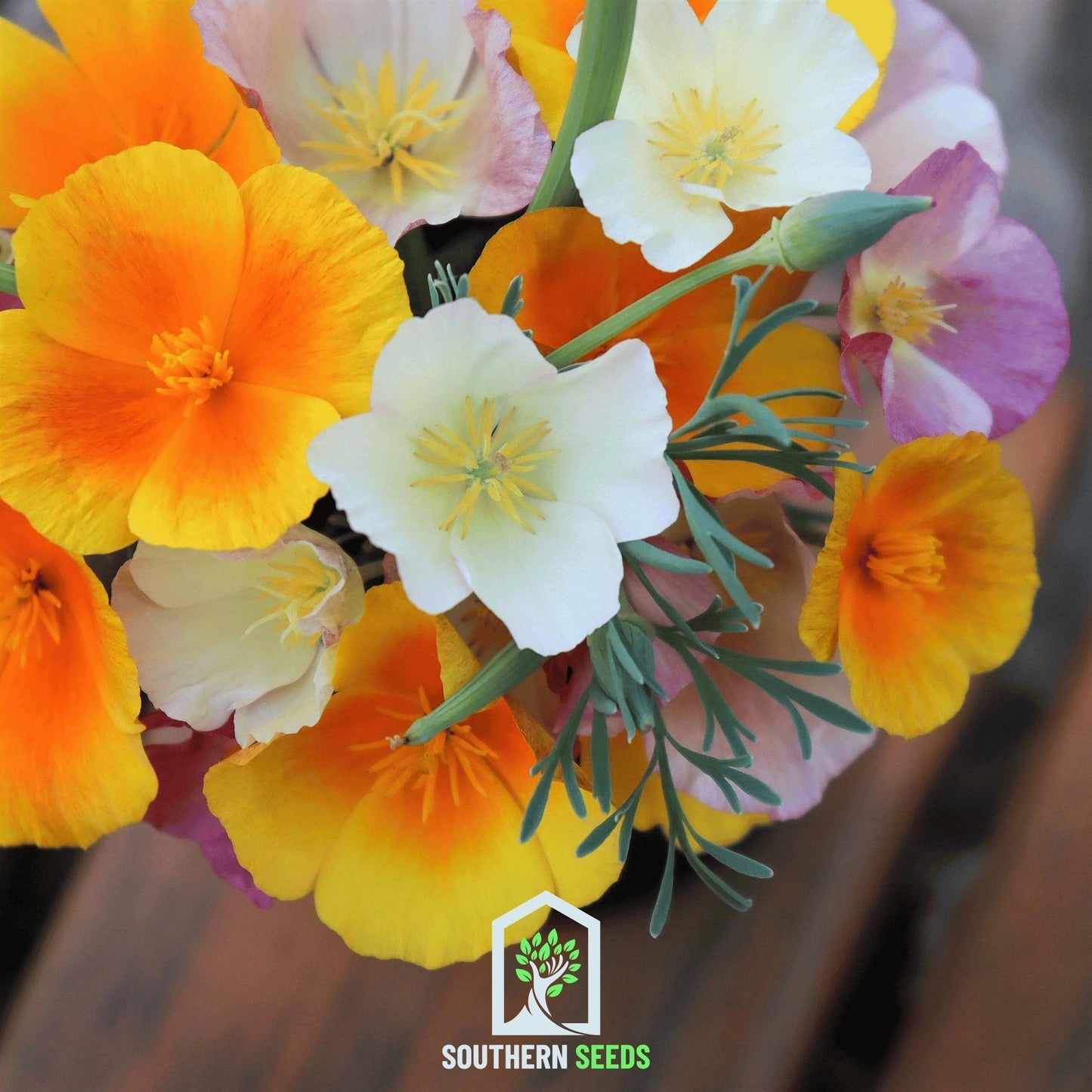 California Poppy Mix ā 200 Seeds