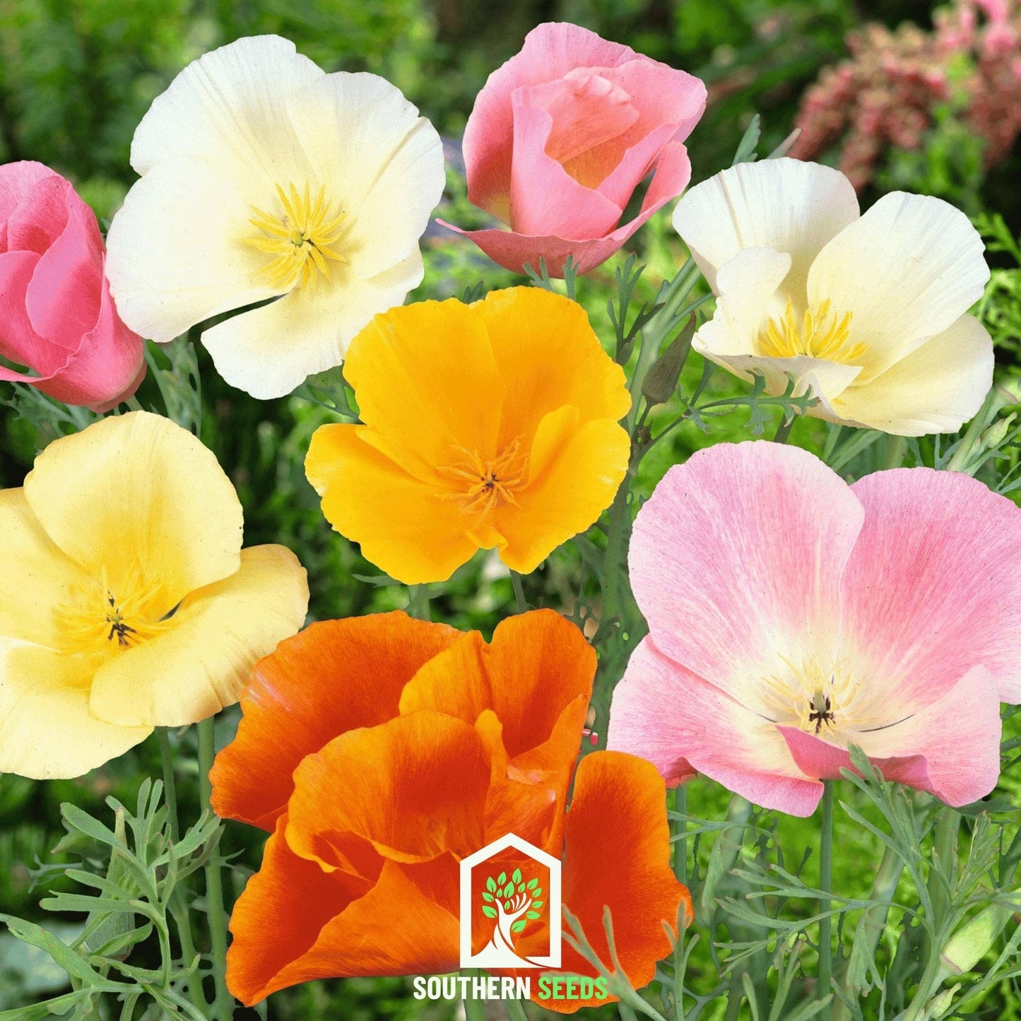 California Poppy Mix ā 200 Seeds