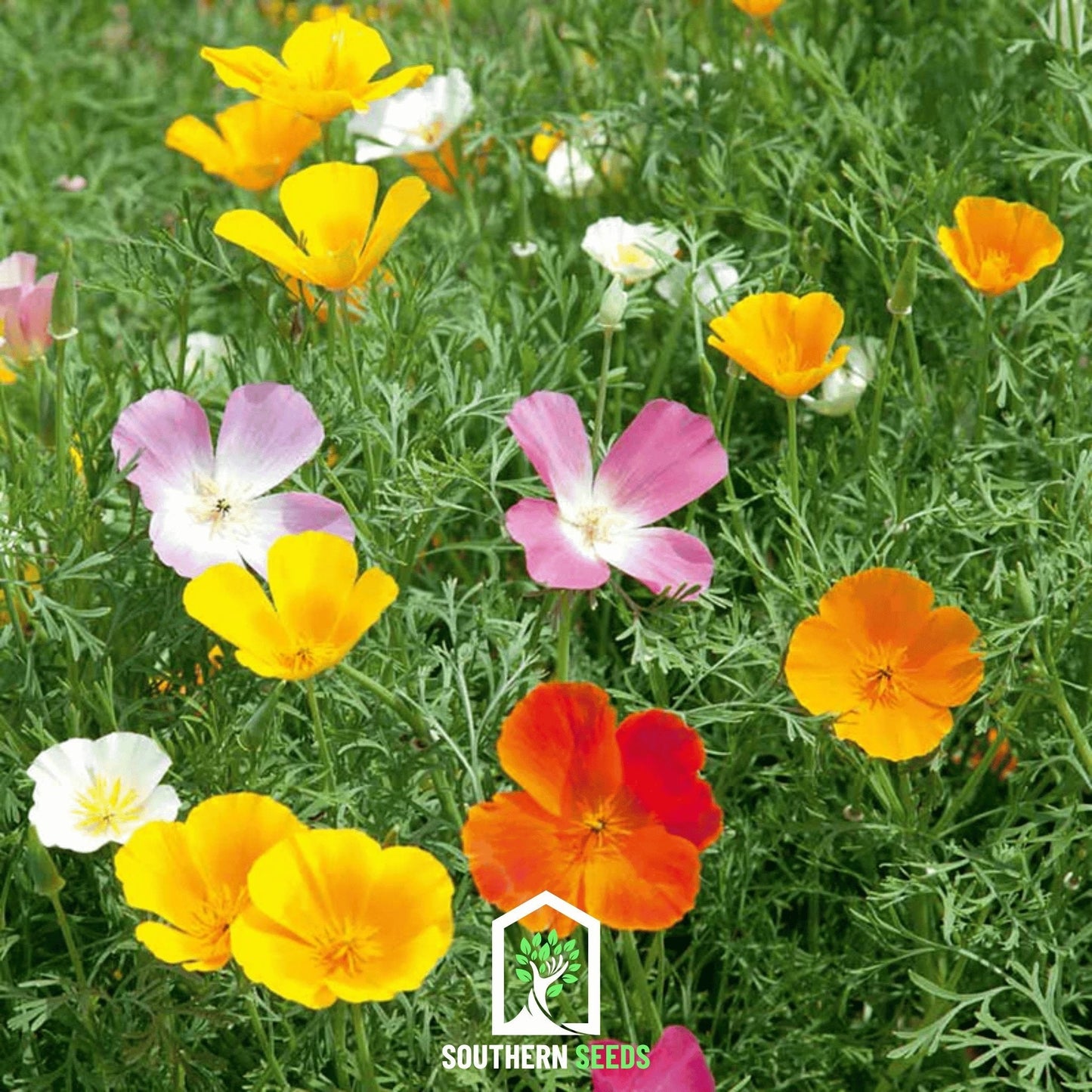 California Poppy Mix ā 200 Seeds