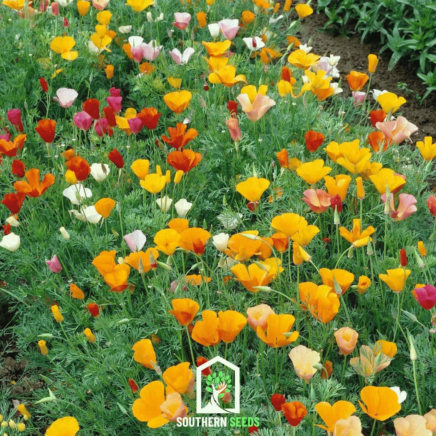 California Poppy Mix ā 200 Seeds