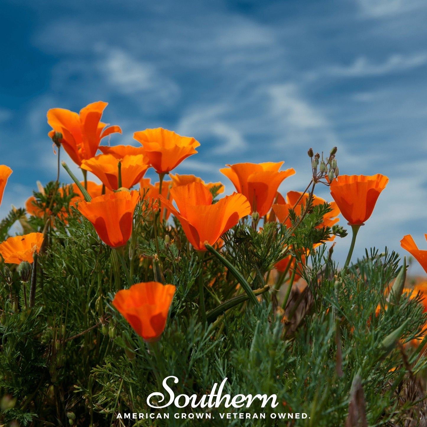 Orange California Poppy ā 200 Seeds