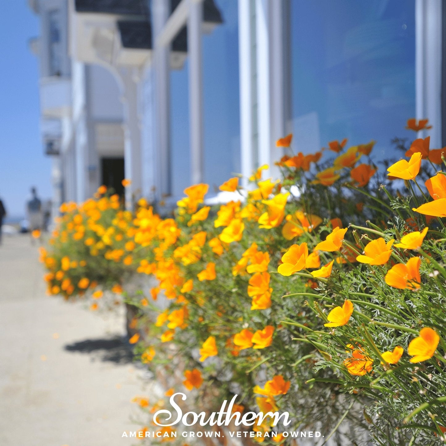 Orange California Poppy ā 200 Seeds