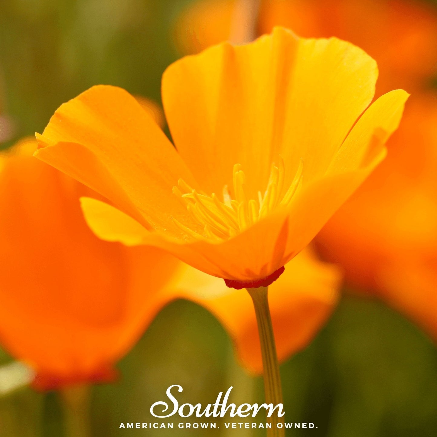 Orange California Poppy ā 200 Seeds
