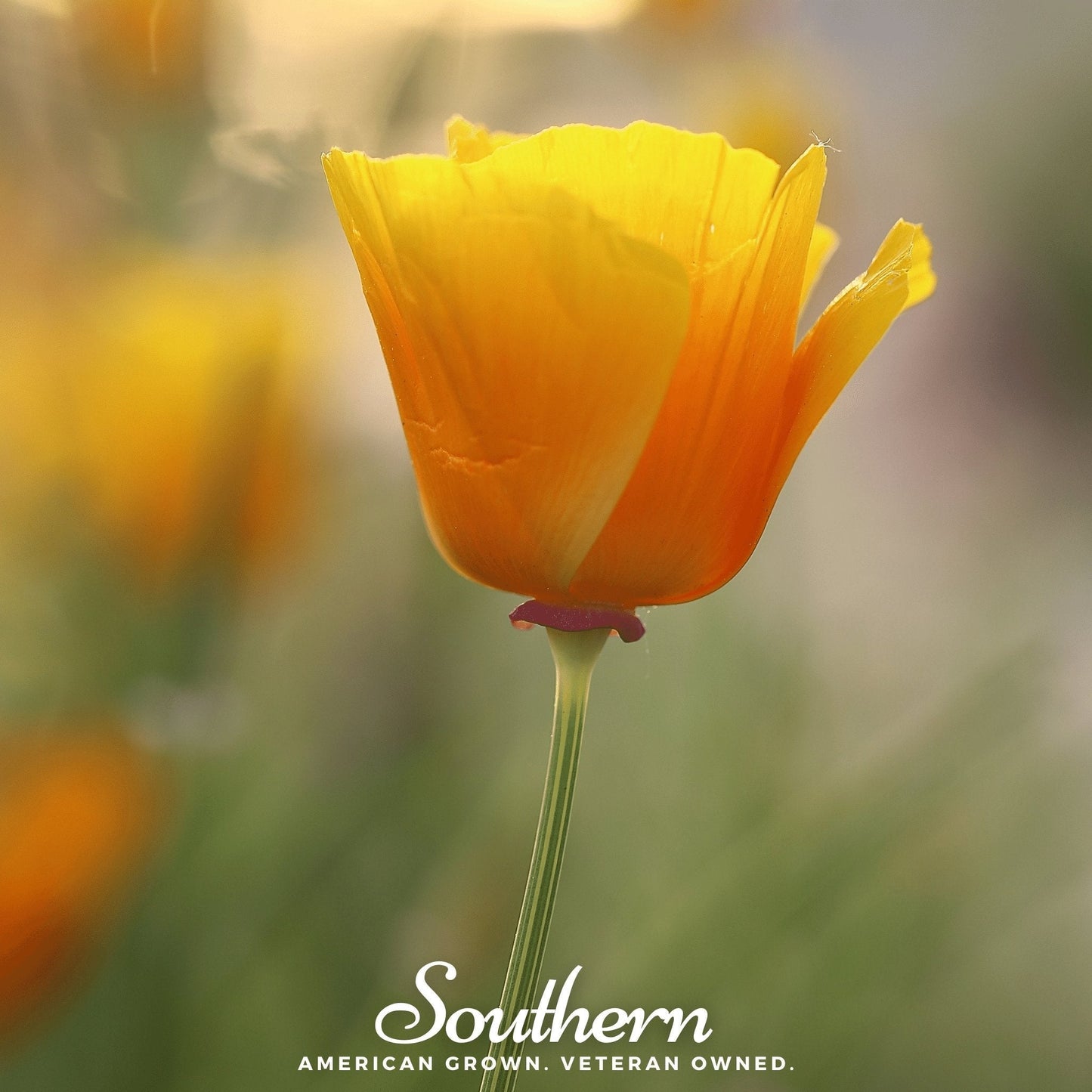 Orange California Poppy ā 200 Seeds