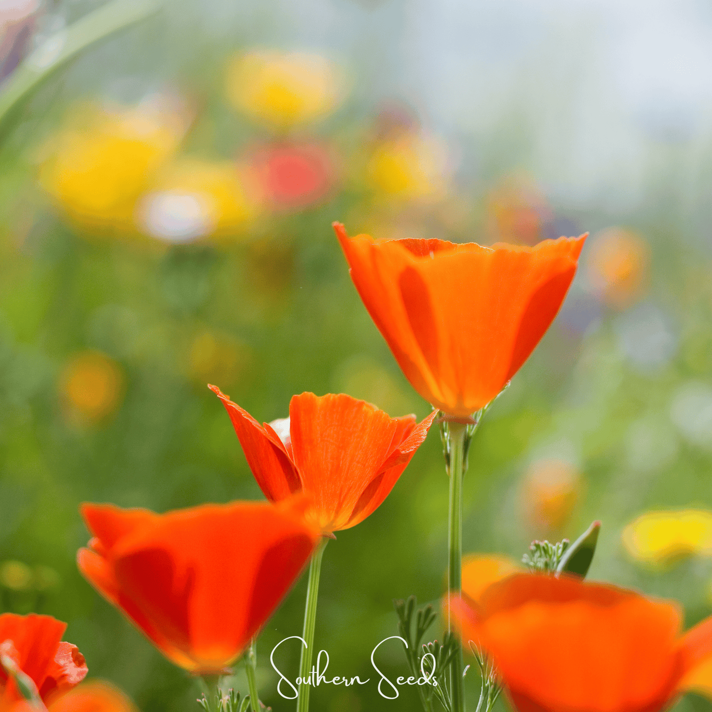 Red Chief California Poppy ā 200 Seeds