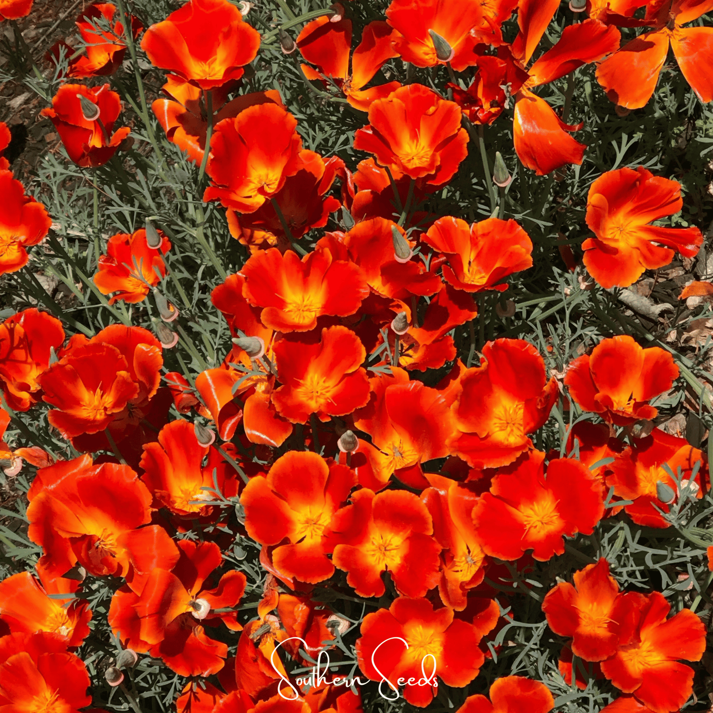 Red Chief California Poppy ā 200 Seeds