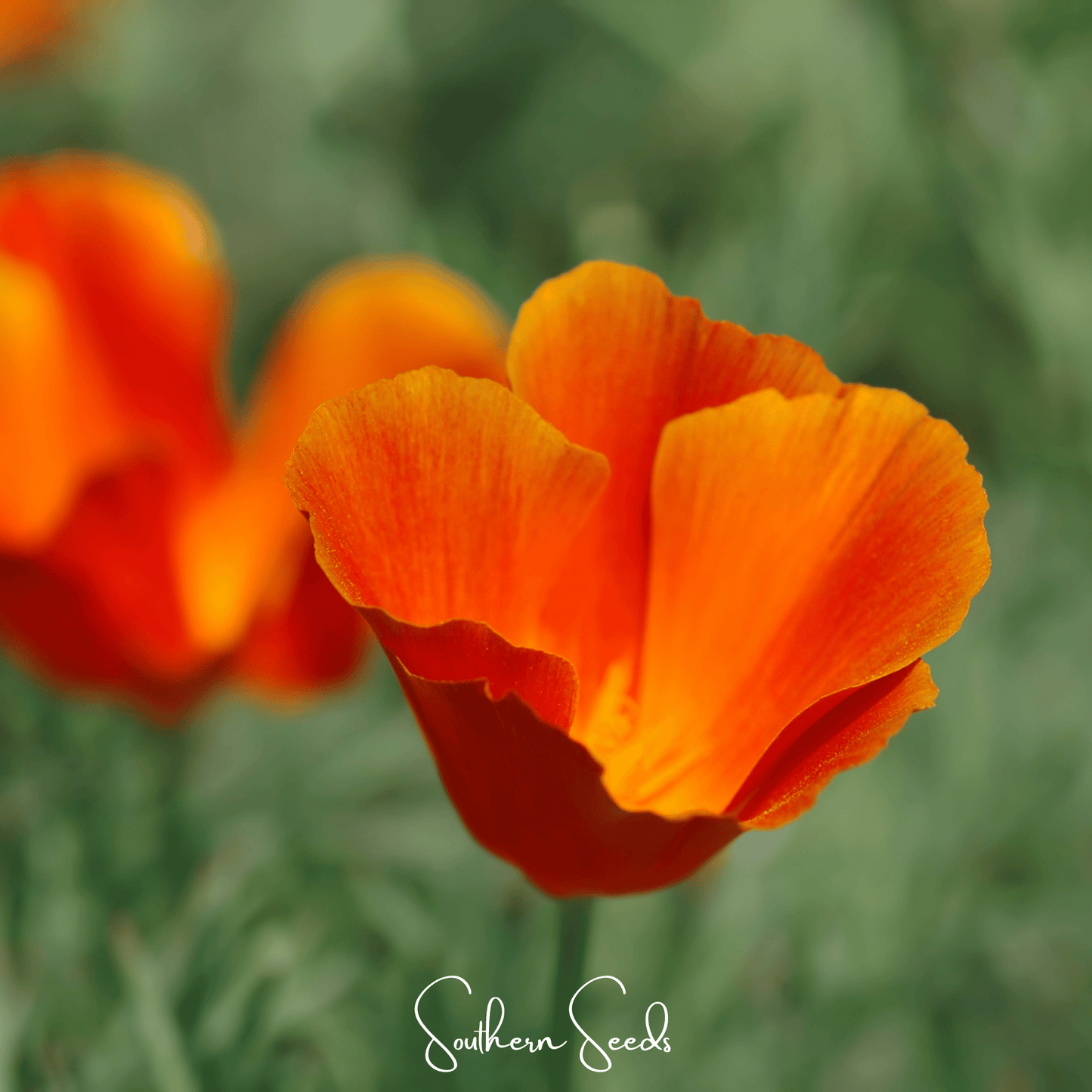 Red Chief California Poppy ā 200 Seeds