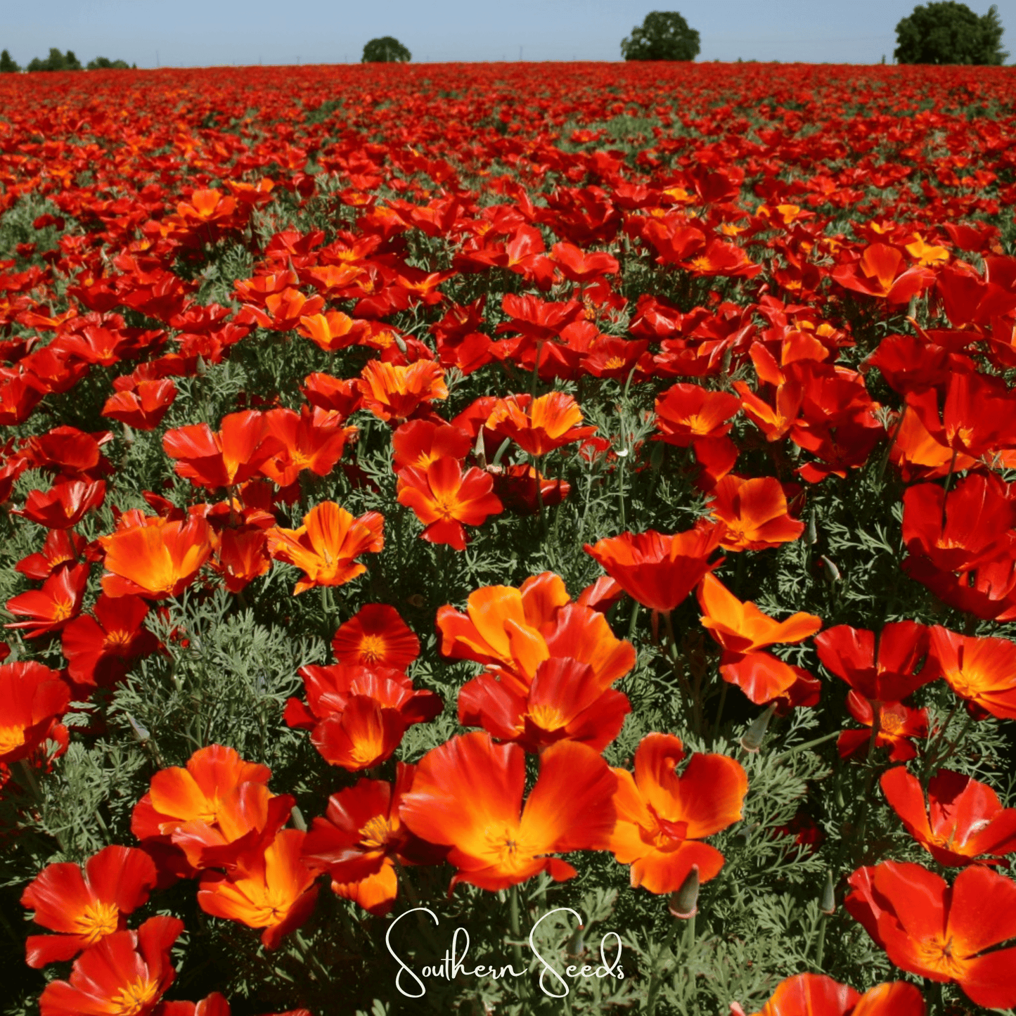 Red Chief California Poppy ā 200 Seeds