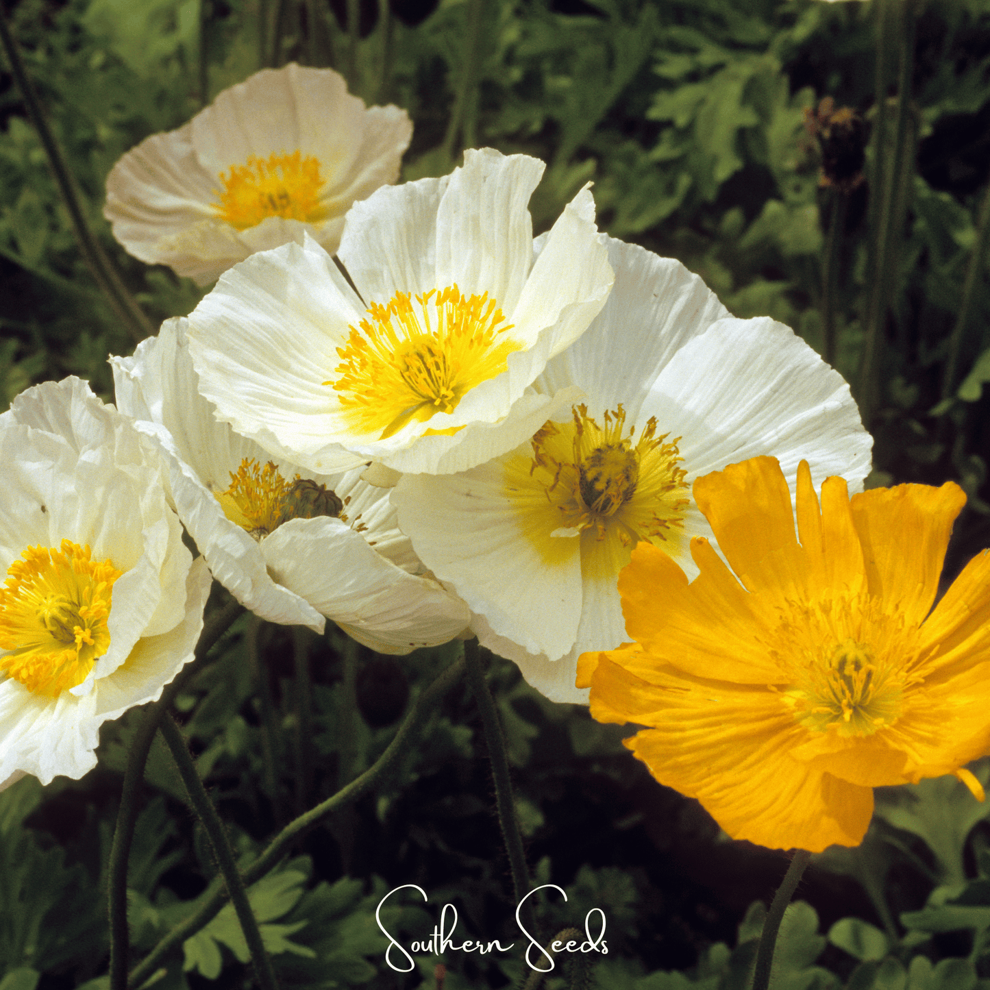 Iceland Poppy ā 250 Seeds