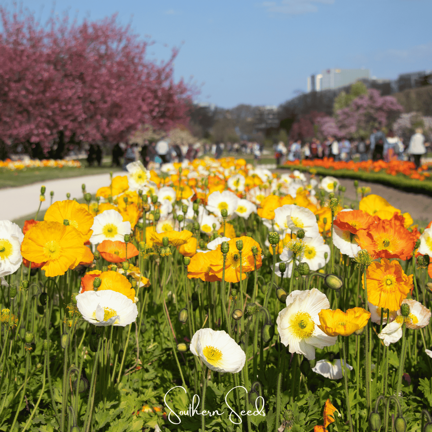 Iceland Poppy ā 250 Seeds