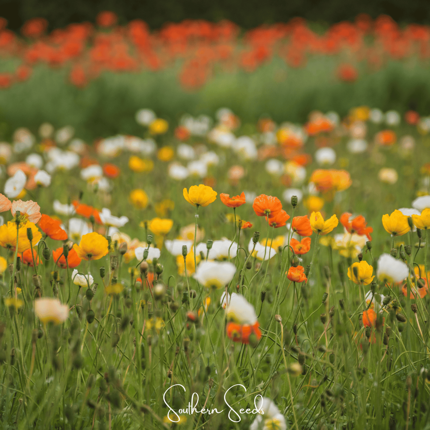 Iceland Poppy ā 250 Seeds