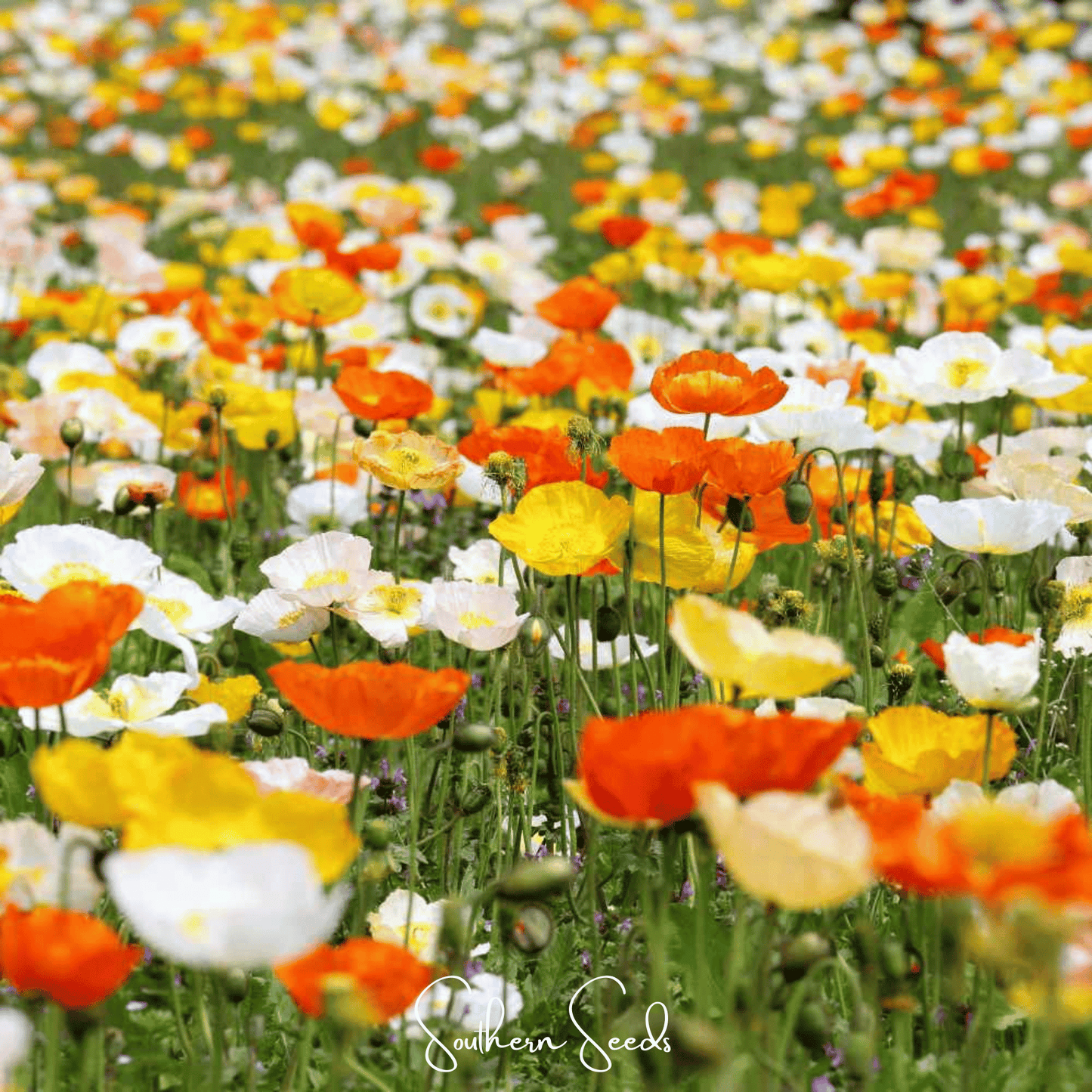 Iceland Poppy ā 250 Seeds