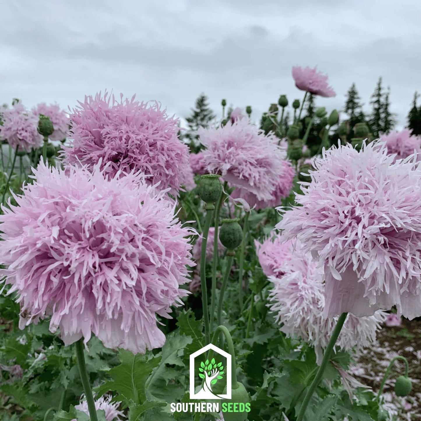 Lilac Pompon Poppy ā 100 Seeds