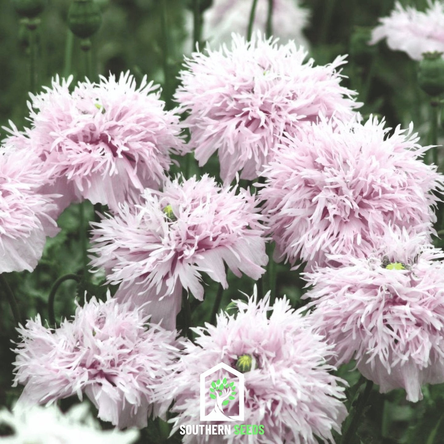 Lilac Pompon Poppy ā 100 Seeds
