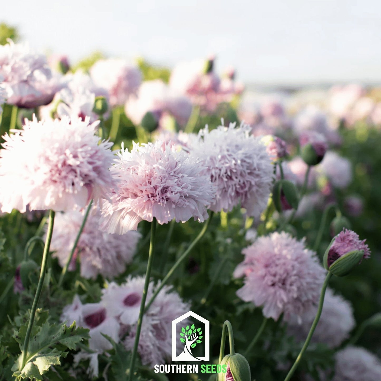 Lilac Pompon Poppy ā 100 Seeds