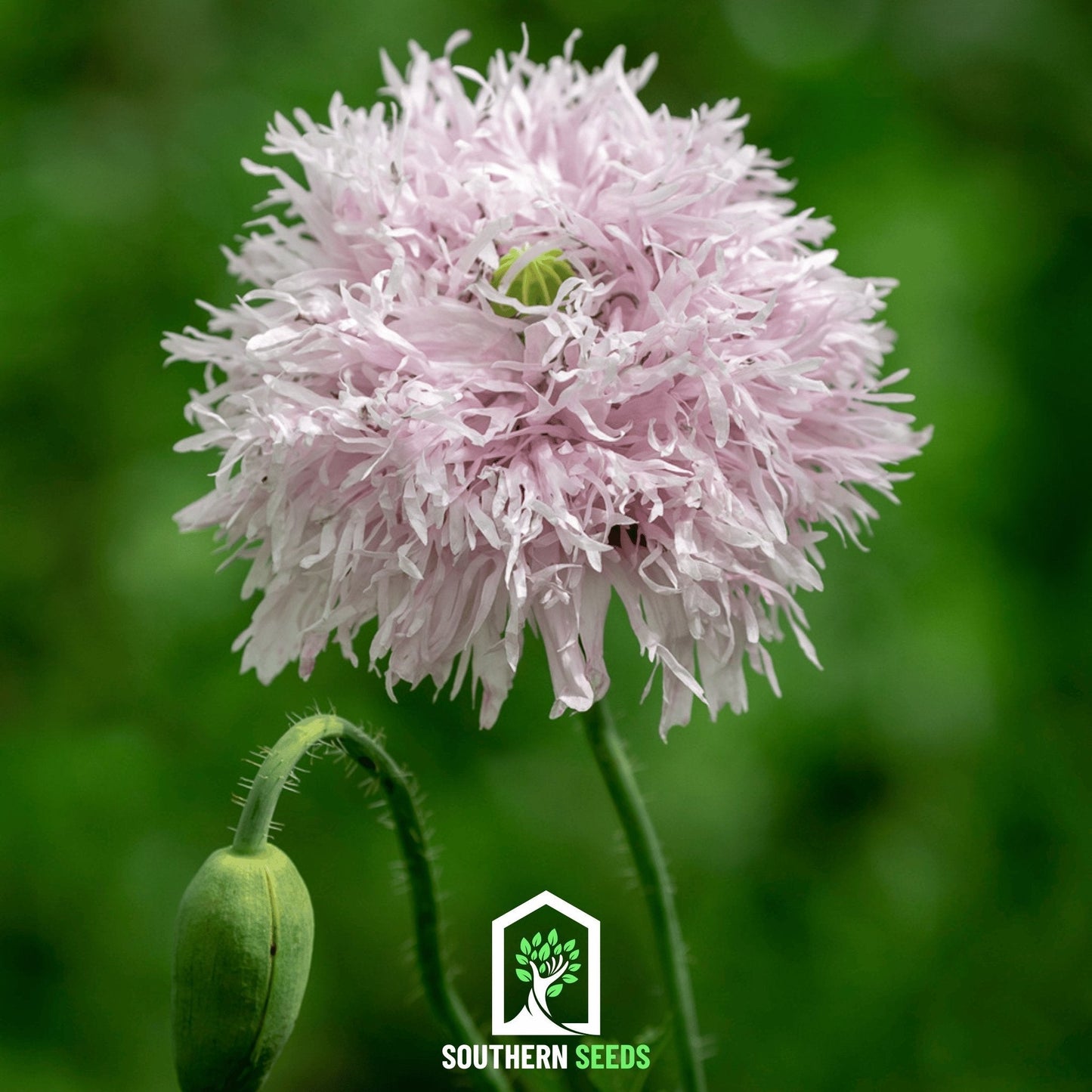 Lilac Pompon Poppy ā 100 Seeds