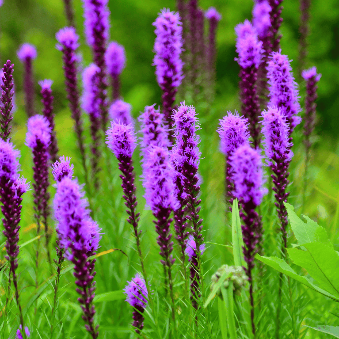 Prairie Blazing Star ā 50 Seeds