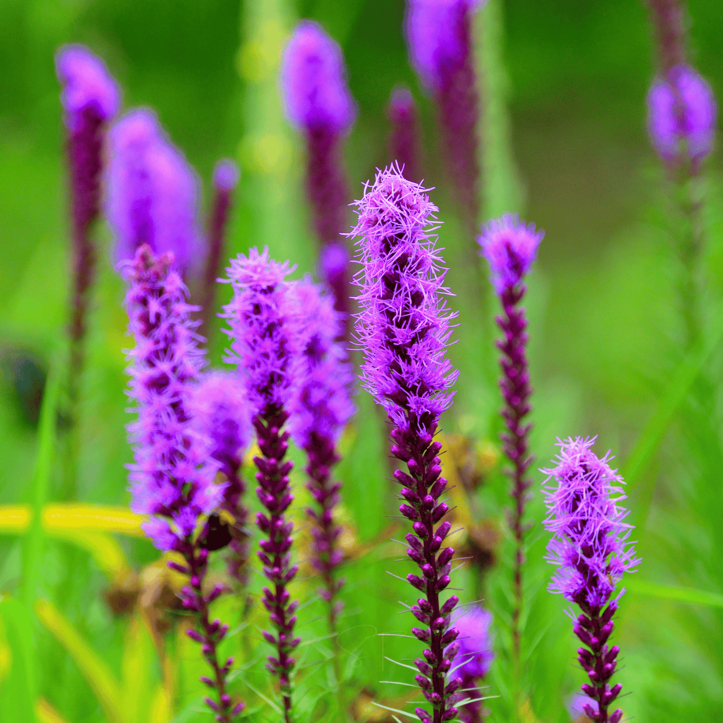 Prairie Blazing Star ā 50 Seeds