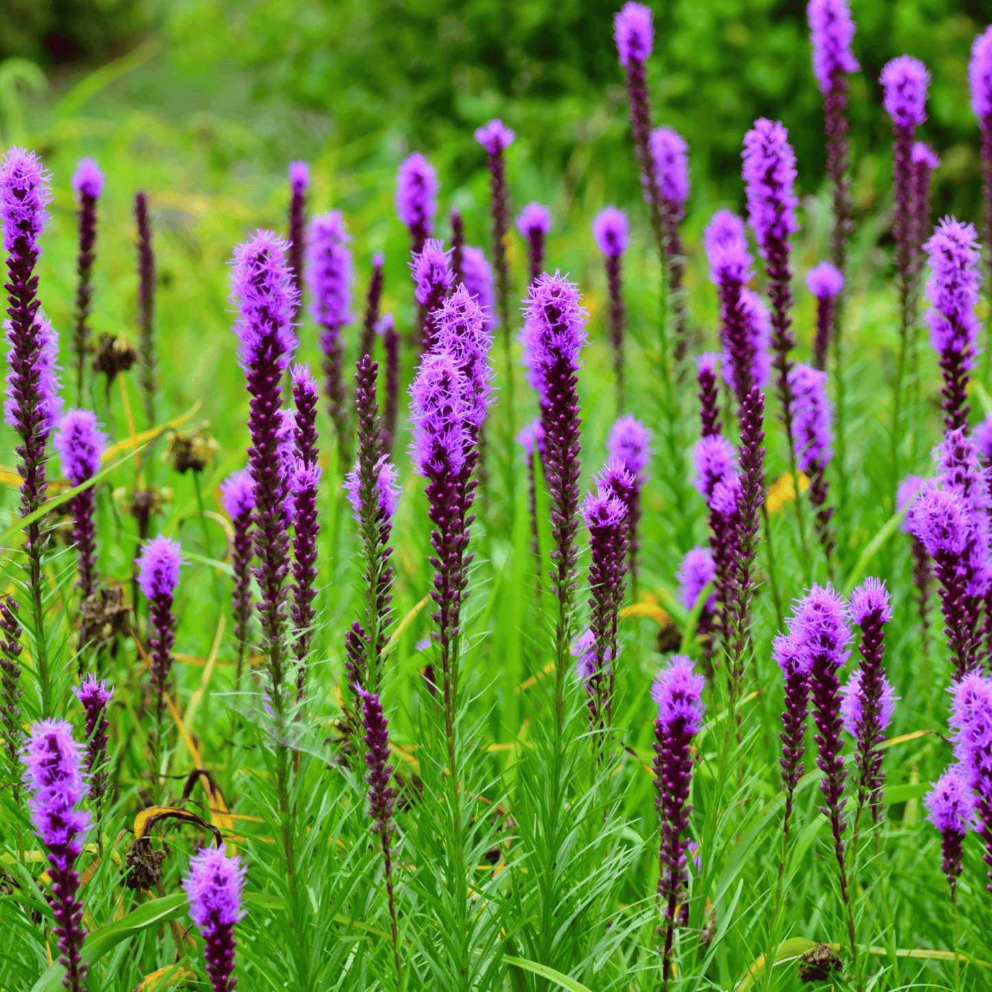 Prairie Blazing Star ā 50 Seeds