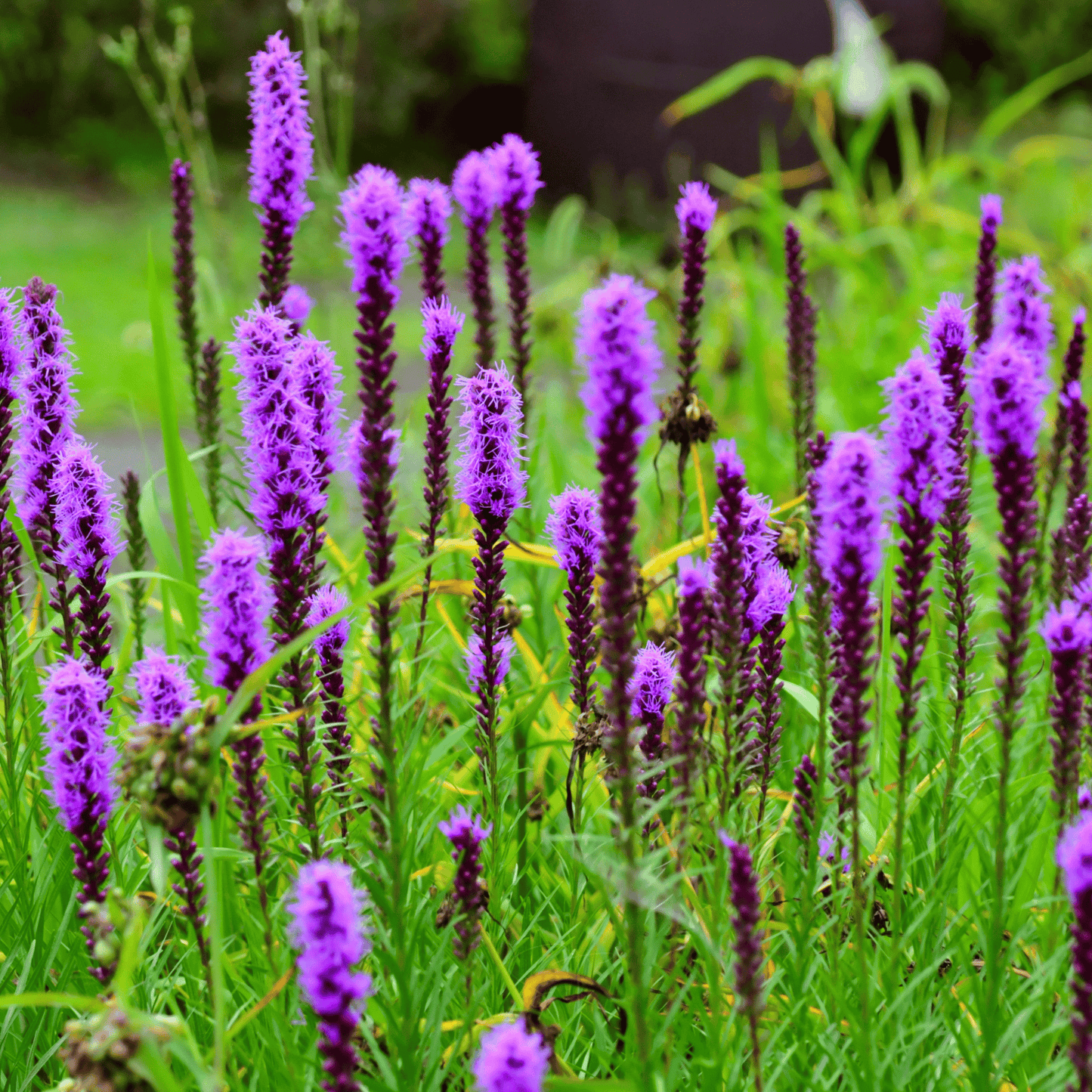 Prairie Blazing Star ā 50 Seeds