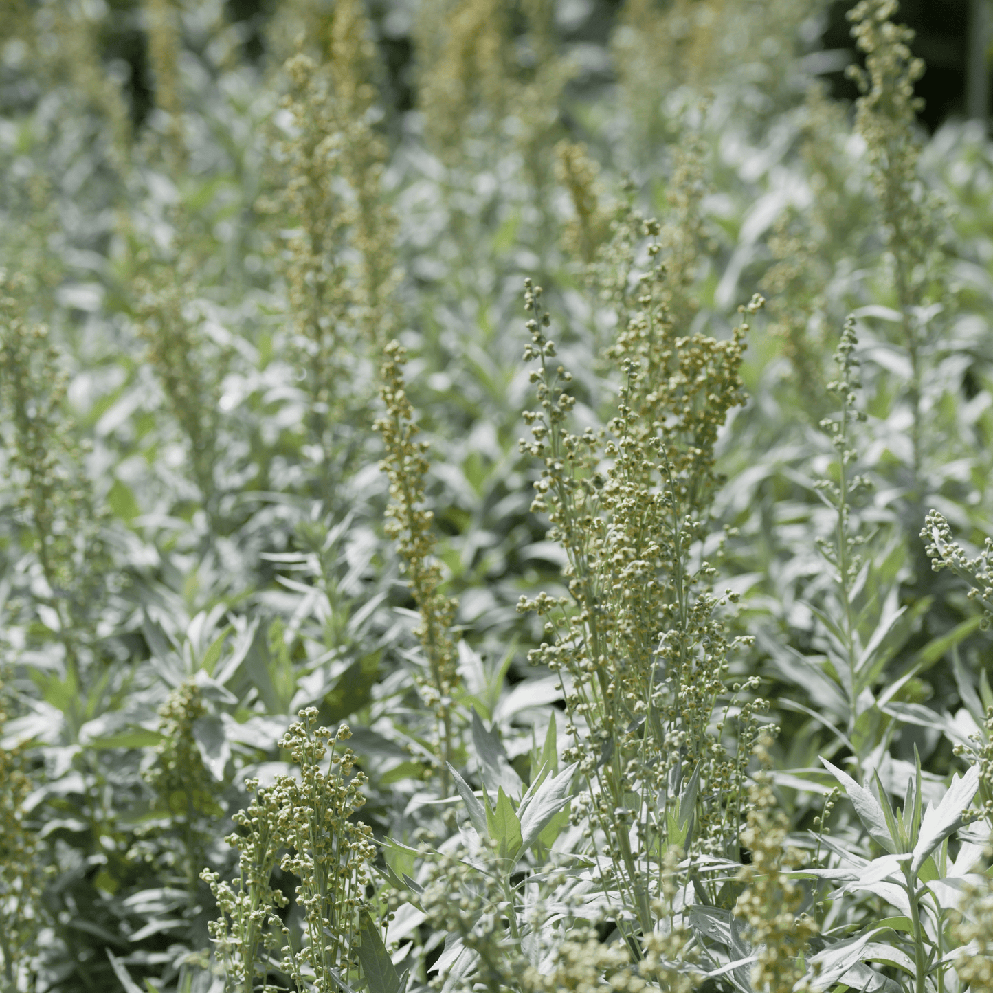 Prairie Sage ā 100 Seeds