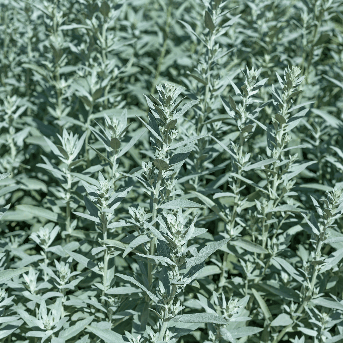 Prairie Sage ā 100 Seeds