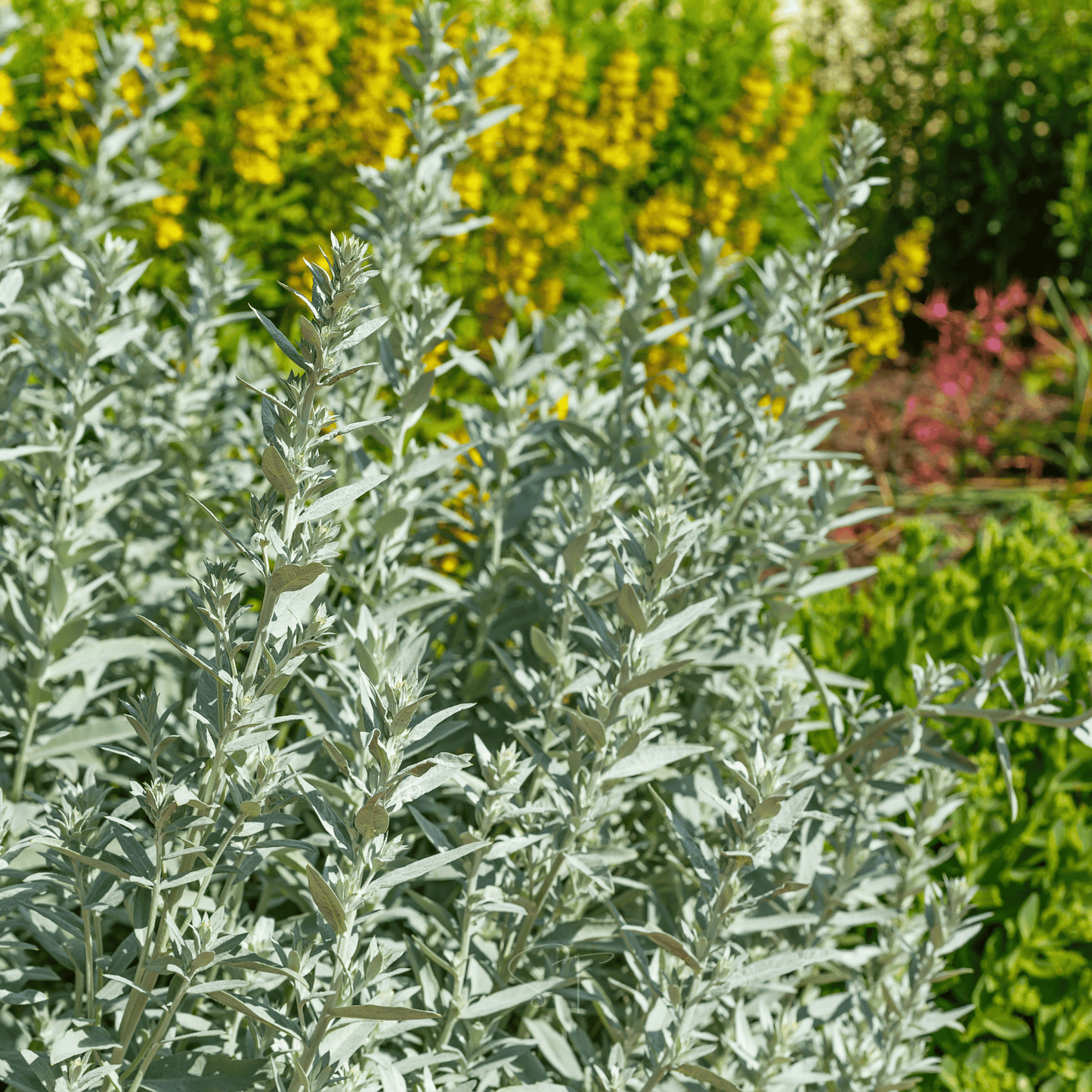 Prairie Sage ā 100 Seeds