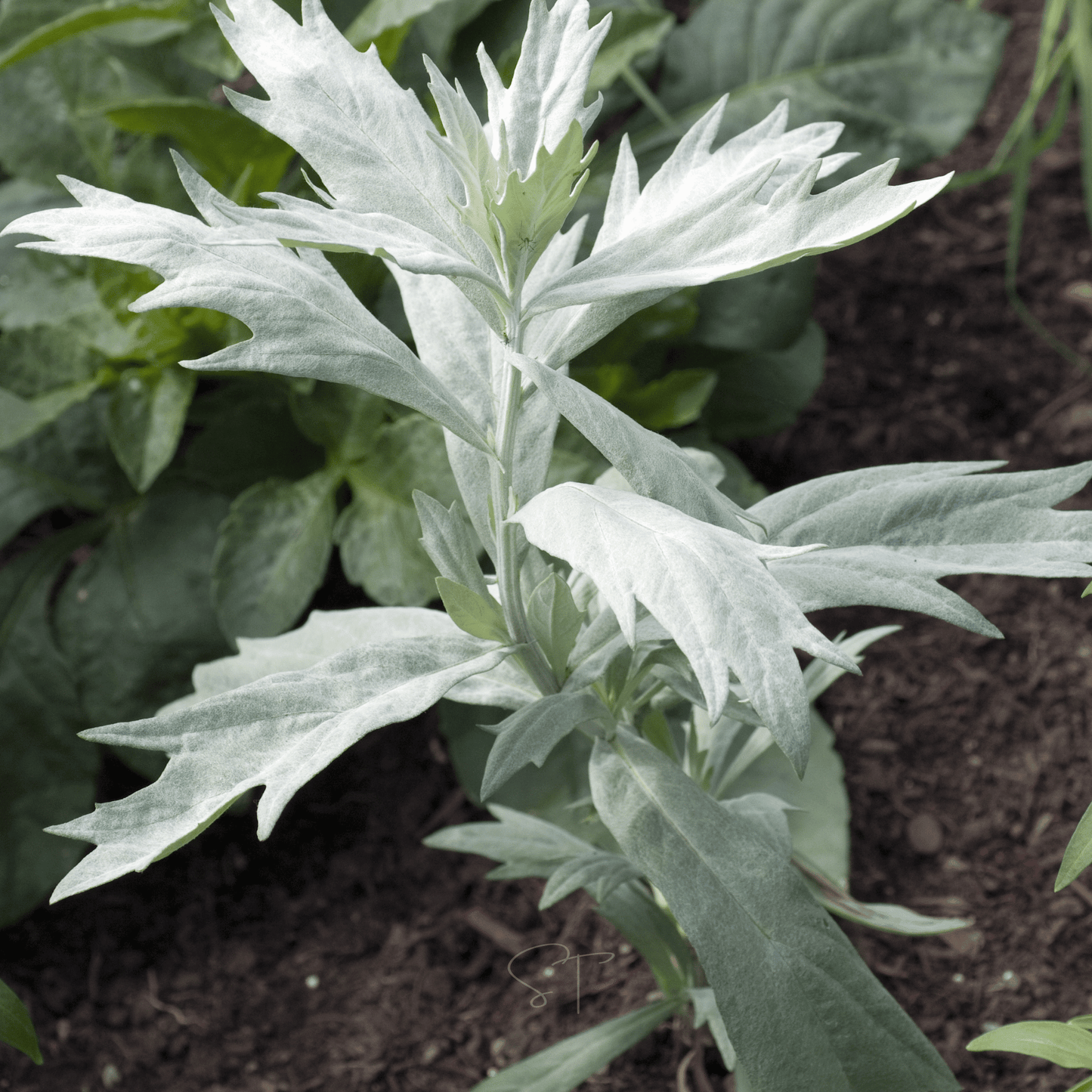 Prairie Sage ā 100 Seeds
