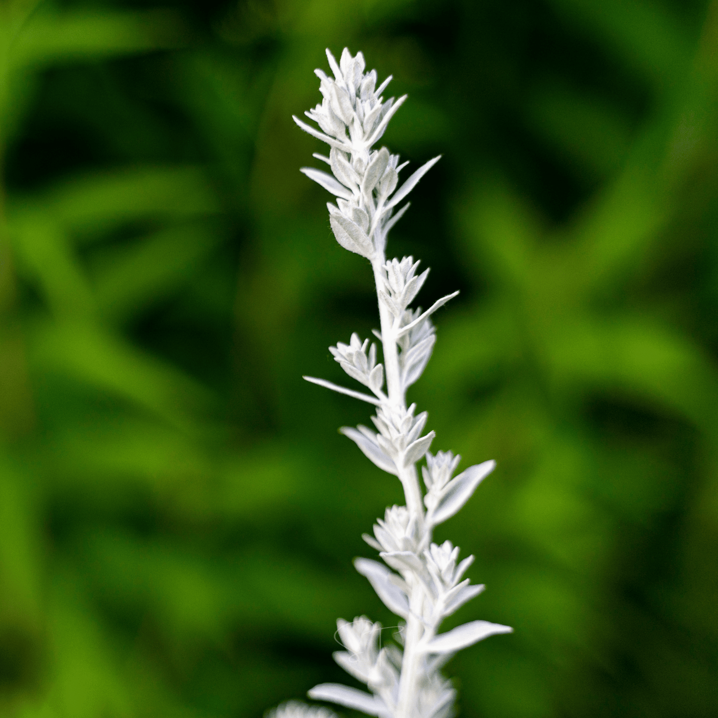 Prairie Sage ā 100 Seeds
