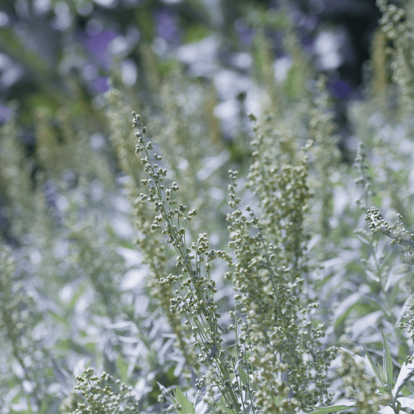 Prairie Sage ā 100 Seeds