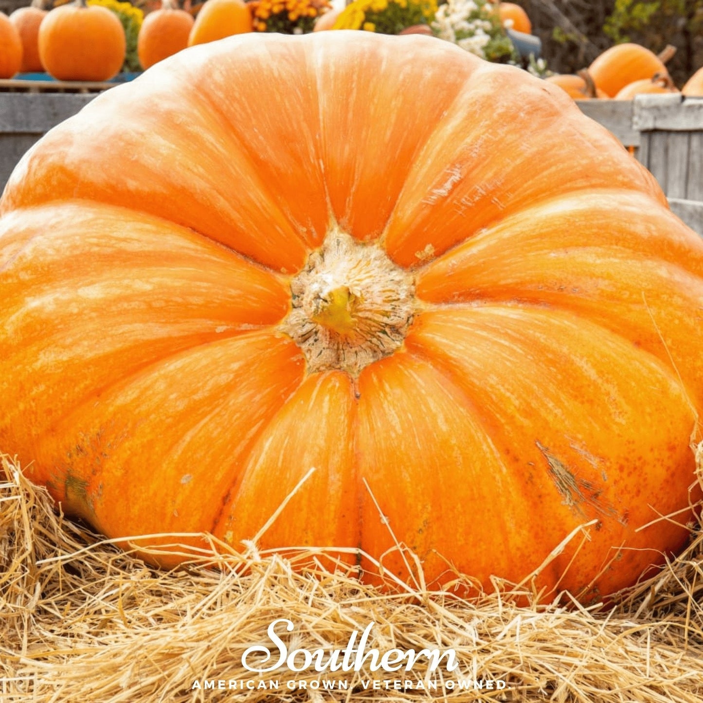 Dills Atlantic Giant Pumpkin ā 5 Seeds