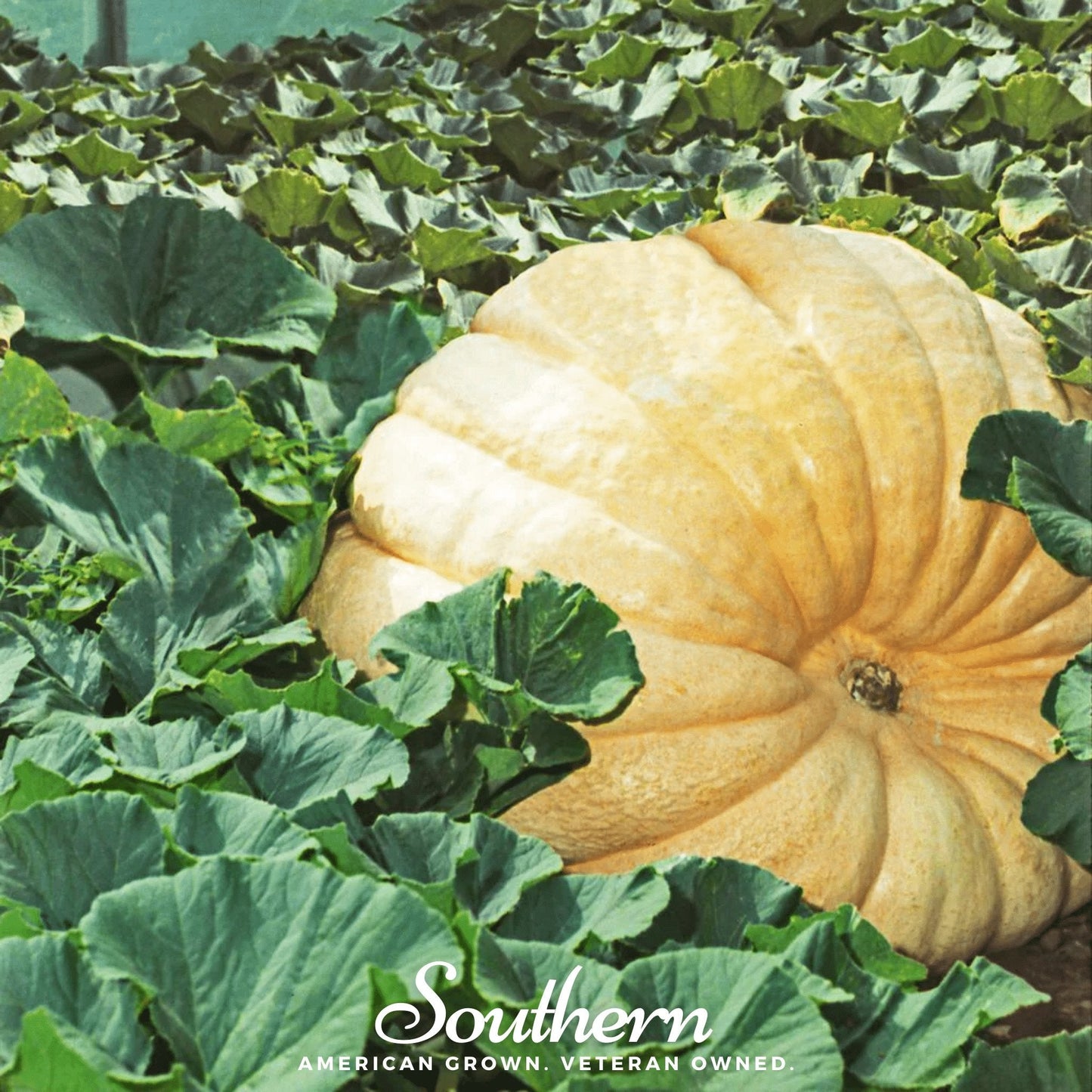 Dills Atlantic Giant Pumpkin ā 5 Seeds