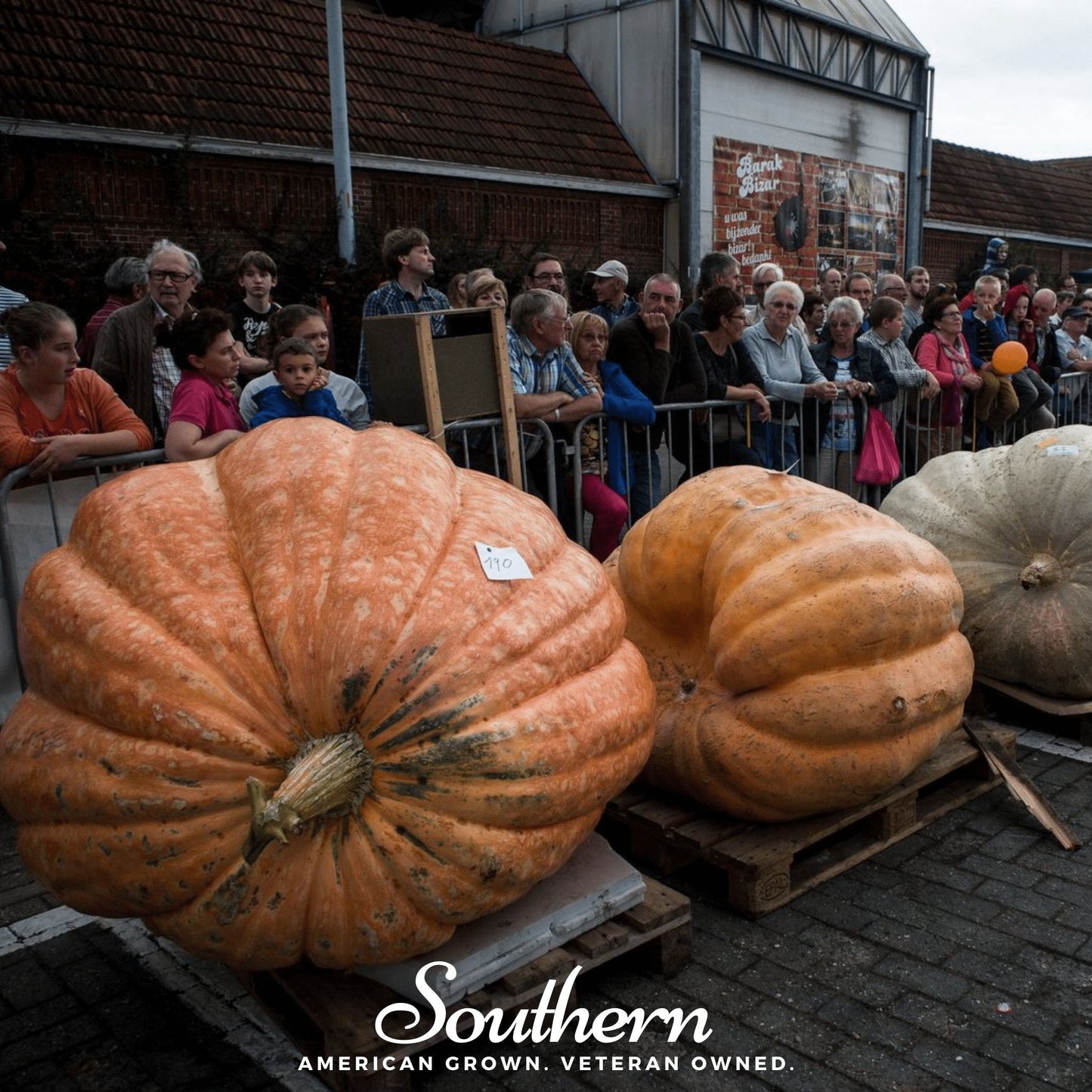 Dills Atlantic Giant Pumpkin ā 5 Seeds