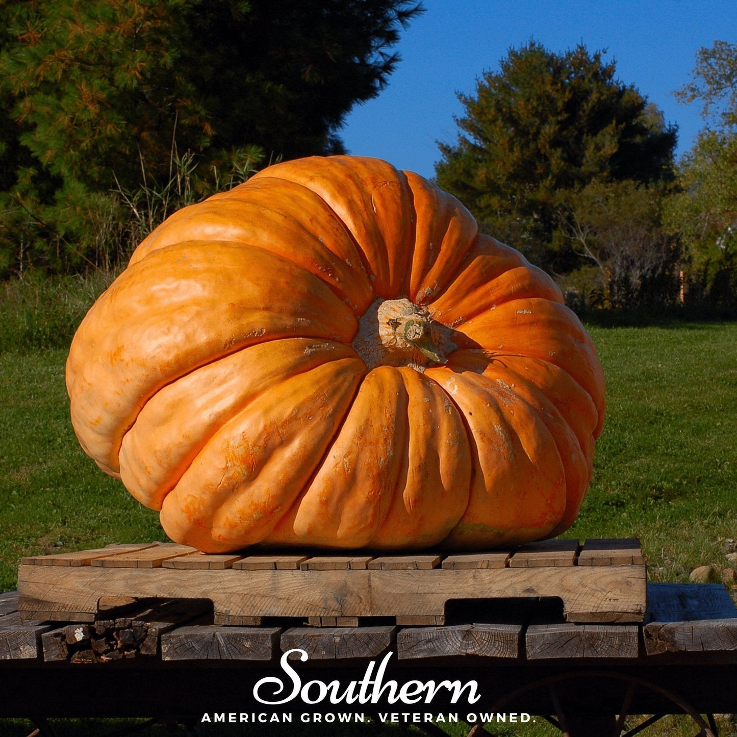 Dills Atlantic Giant Pumpkin ā 5 Seeds