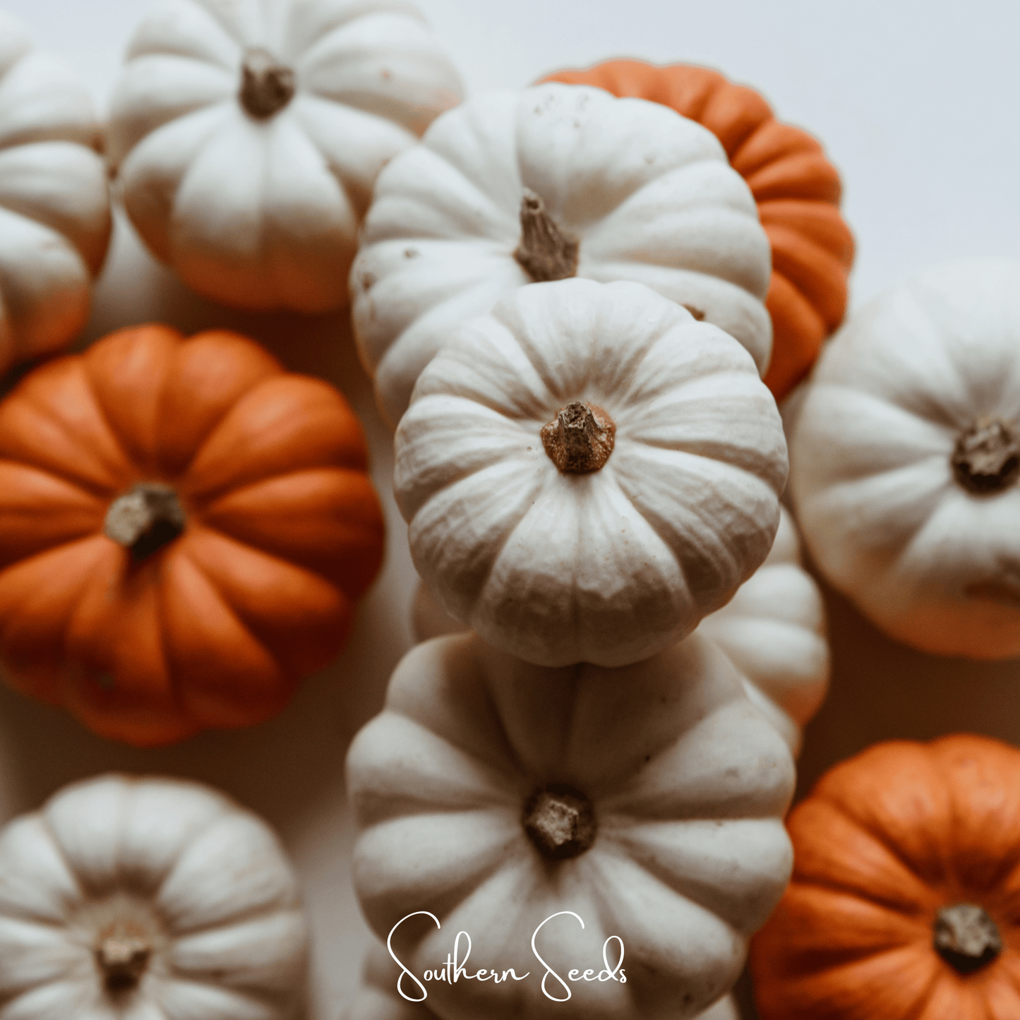 Gooligan Pumpkin ā 10 Seeds