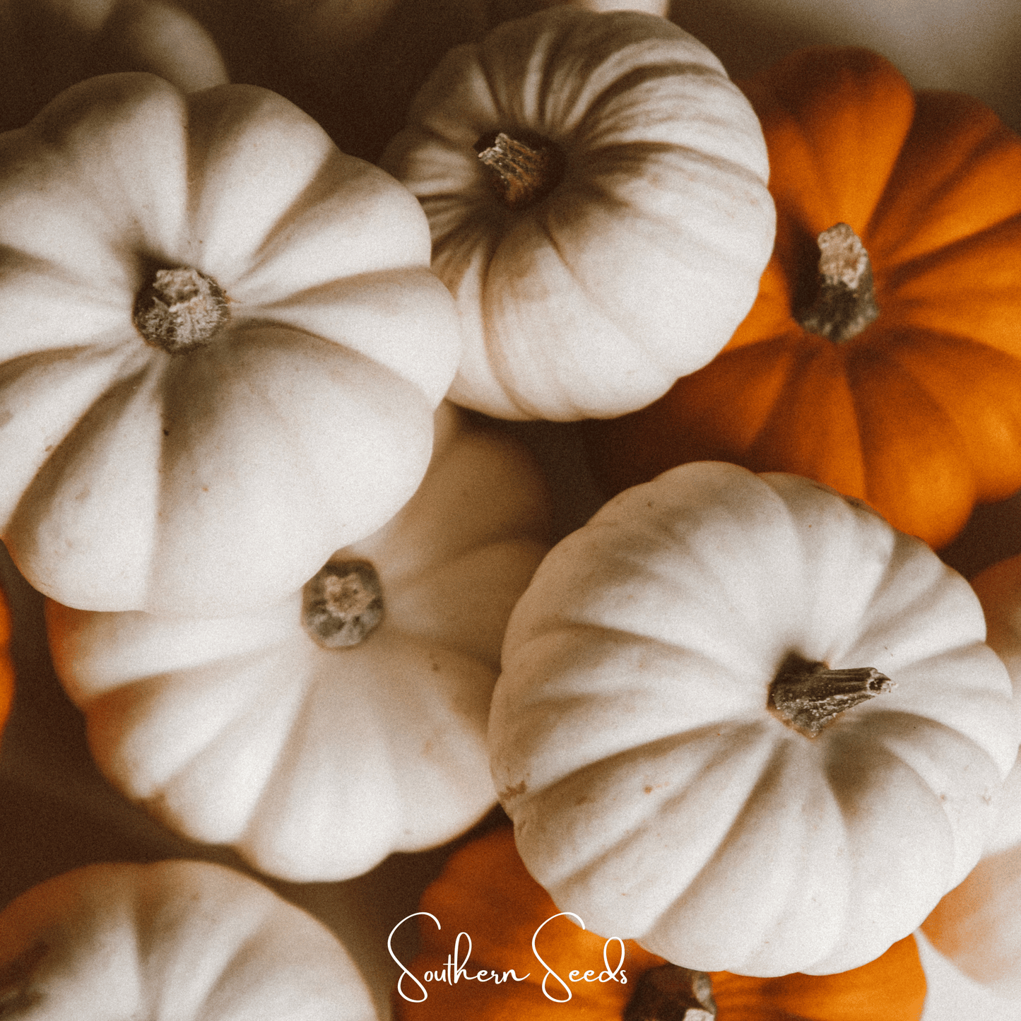 Gooligan Pumpkin ā 10 Seeds
