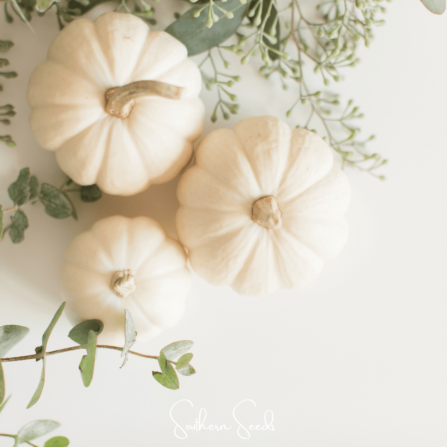 Gooligan Pumpkin ā 10 Seeds