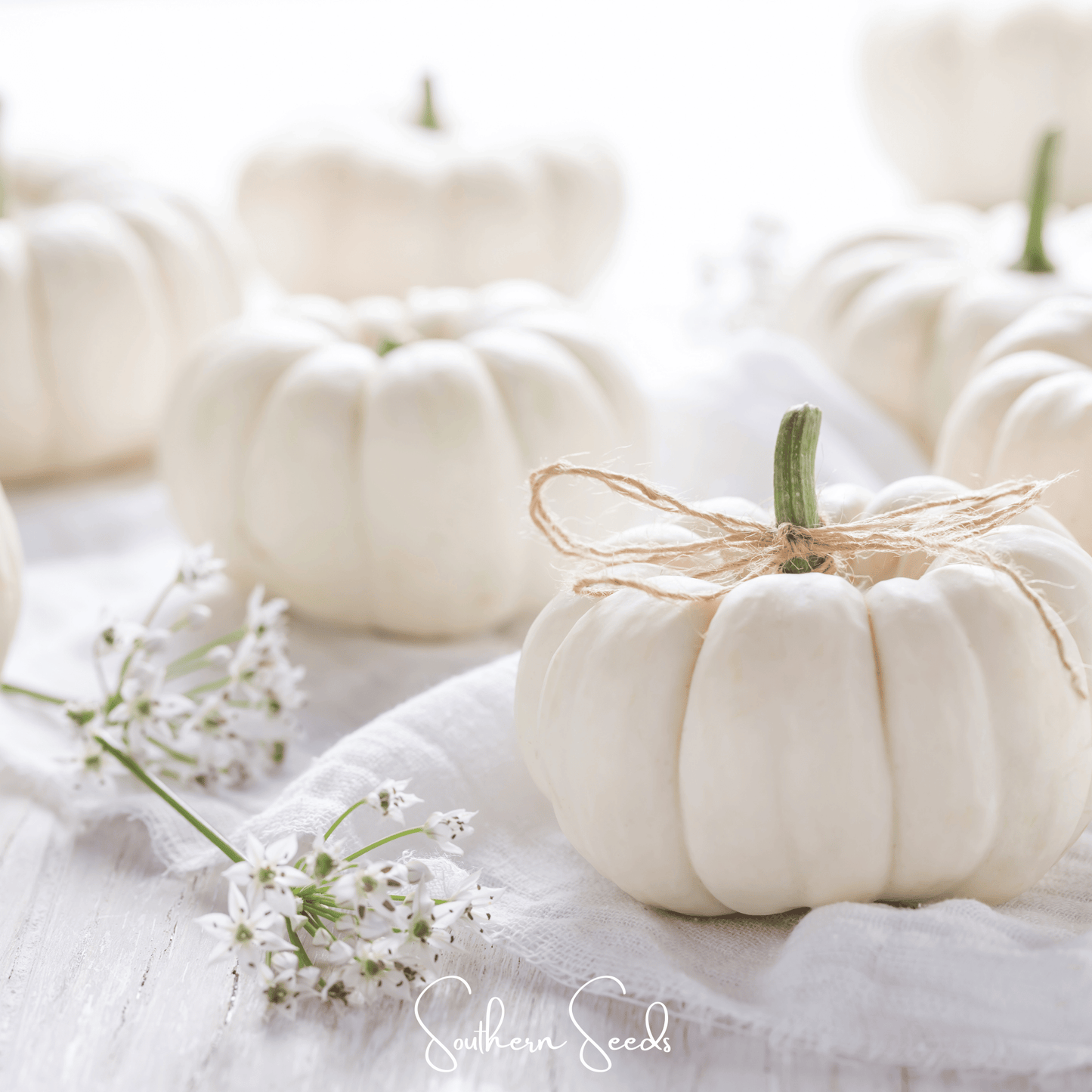 Gooligan Pumpkin ā 10 Seeds