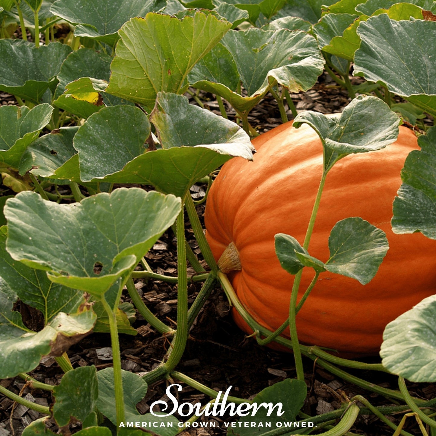 Jack O Lantern Pumpkin ā 20 Seeds
