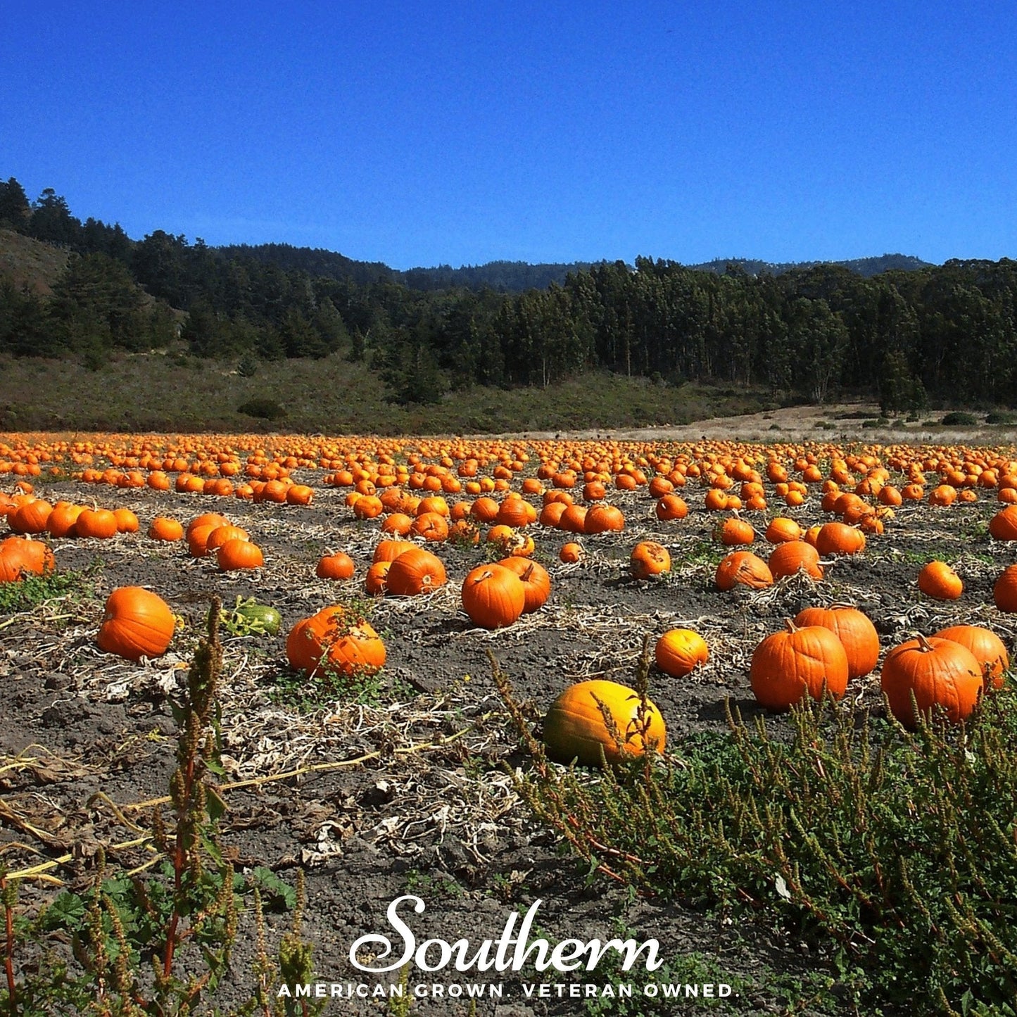 Jack O Lantern Pumpkin ā 20 Seeds